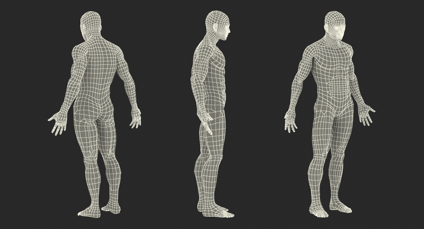 3D Male Anatomy Muscular System model