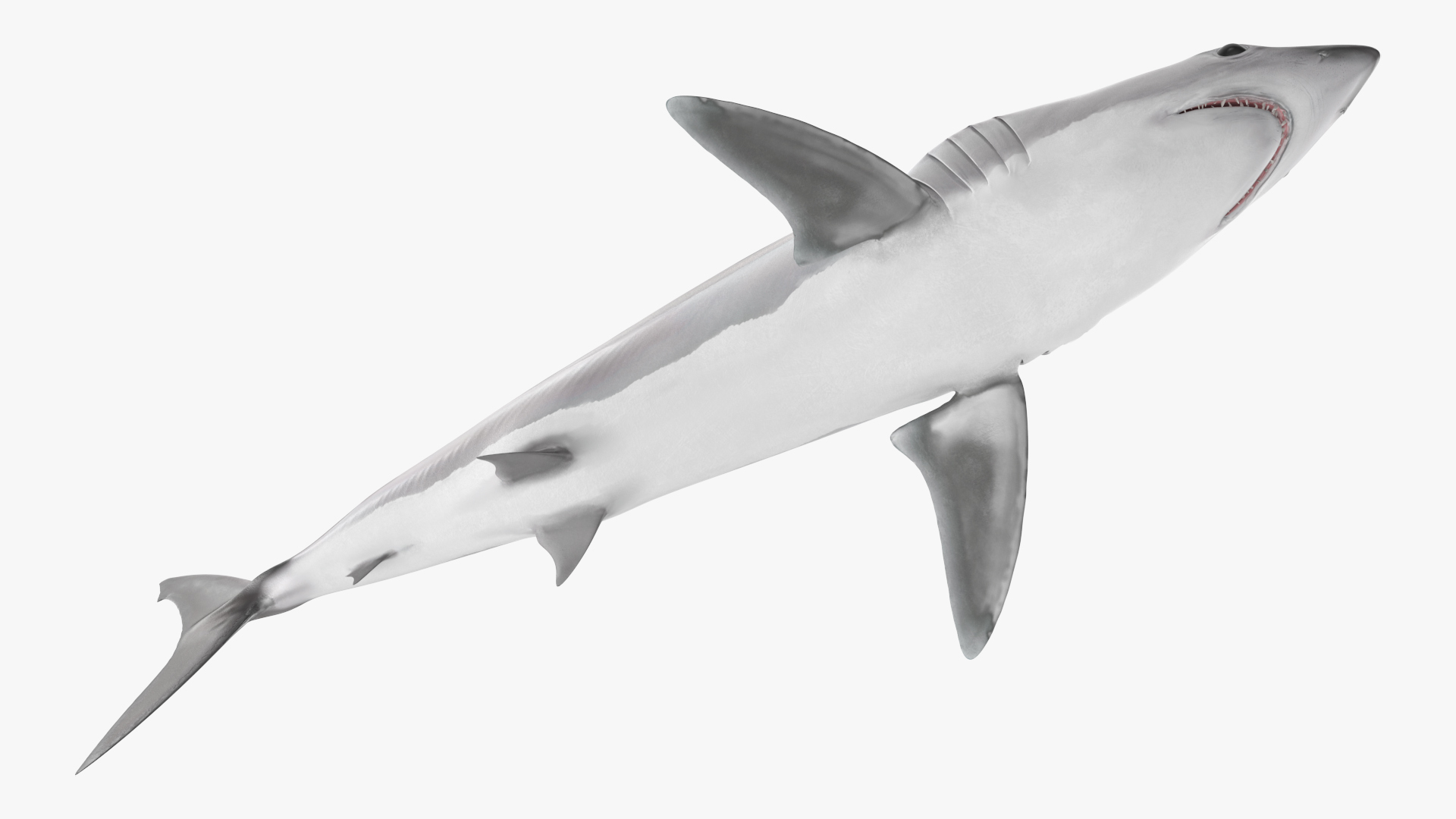 3D model Shortfin Mako or Isurus Oxyrinchus Shark