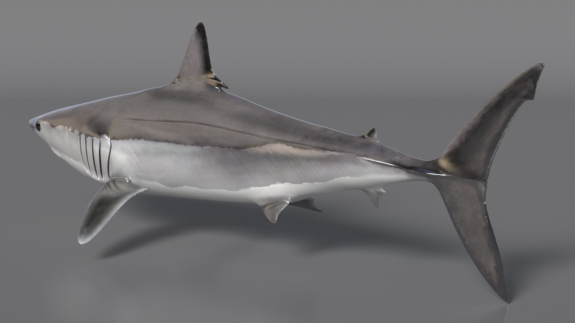 3D model Shortfin Mako or Isurus Oxyrinchus Shark