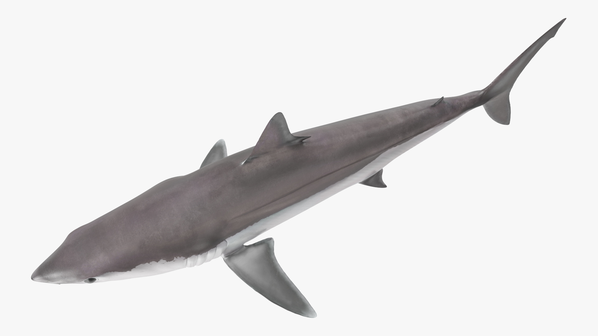 3D model Shortfin Mako or Isurus Oxyrinchus Shark