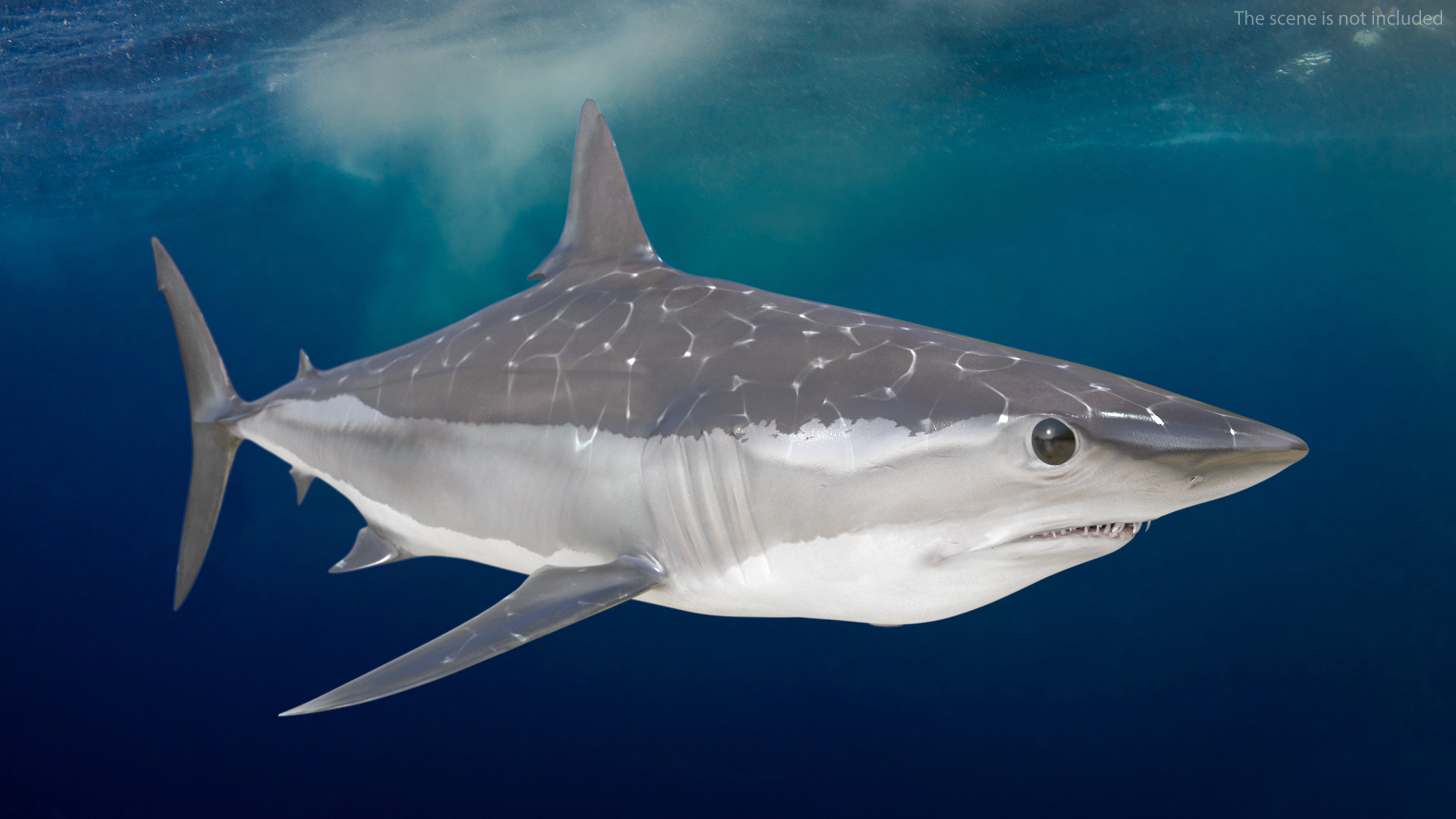 3D model Shortfin Mako or Isurus Oxyrinchus Shark