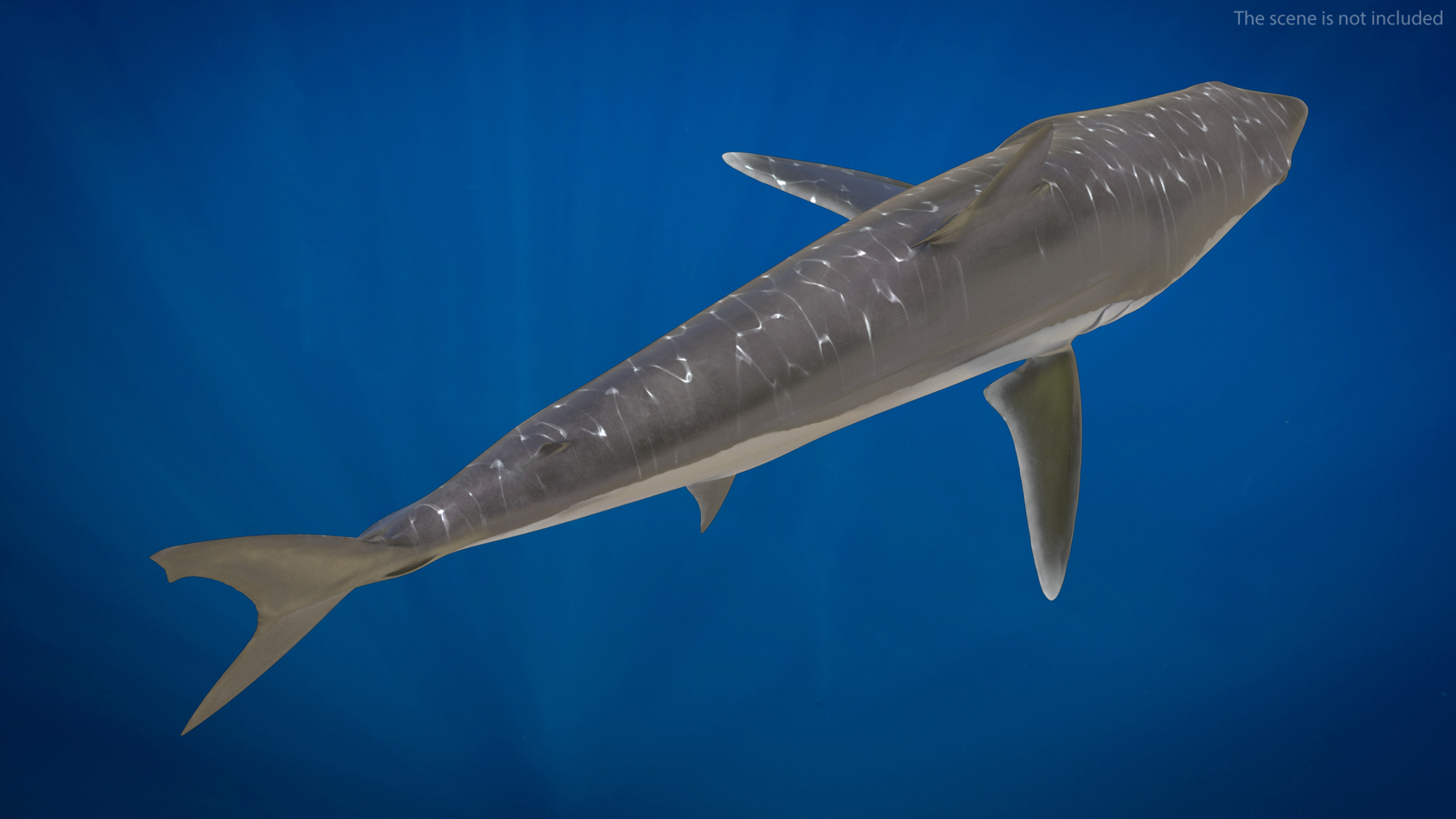 3D model Shortfin Mako or Isurus Oxyrinchus Shark