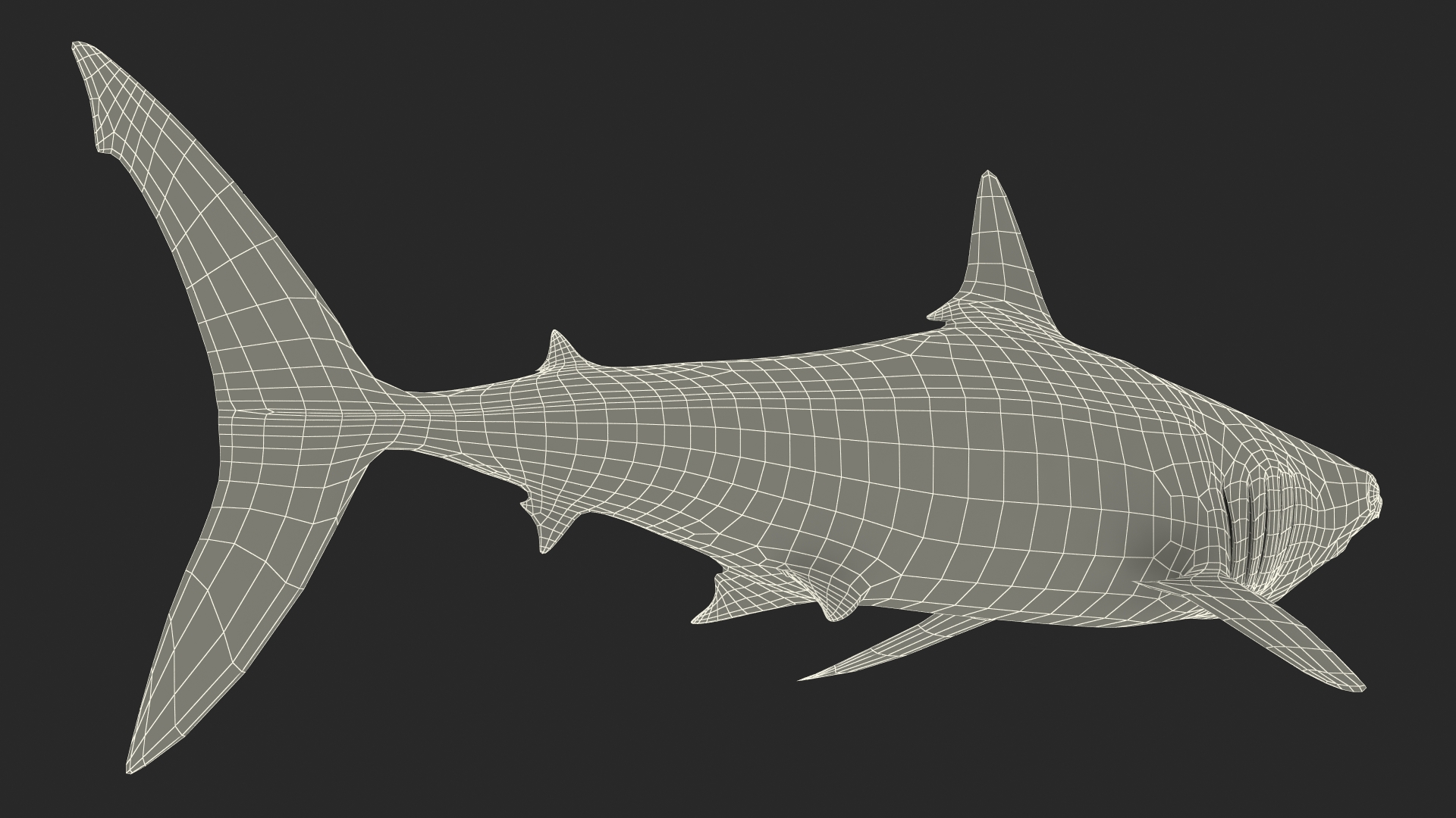 3D model Shortfin Mako or Isurus Oxyrinchus Shark