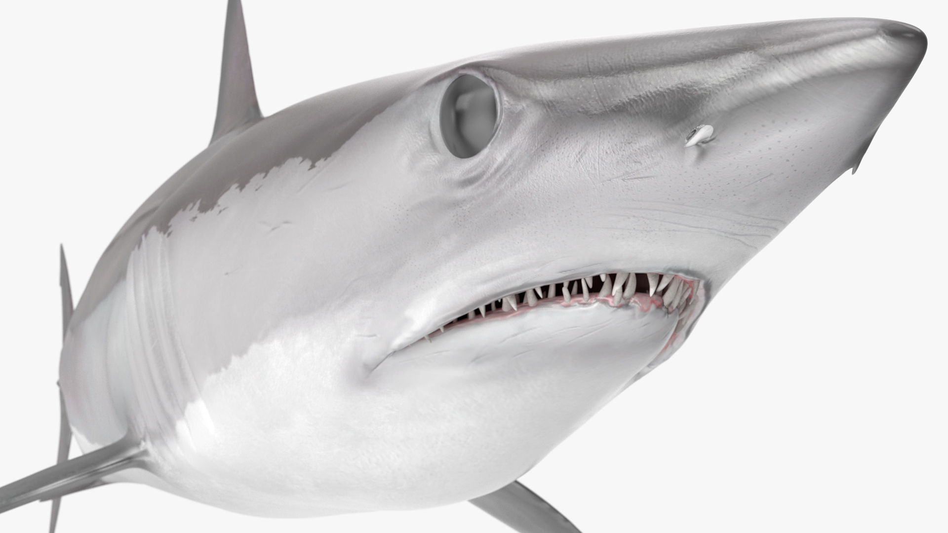 3D model Shortfin Mako or Isurus Oxyrinchus Shark