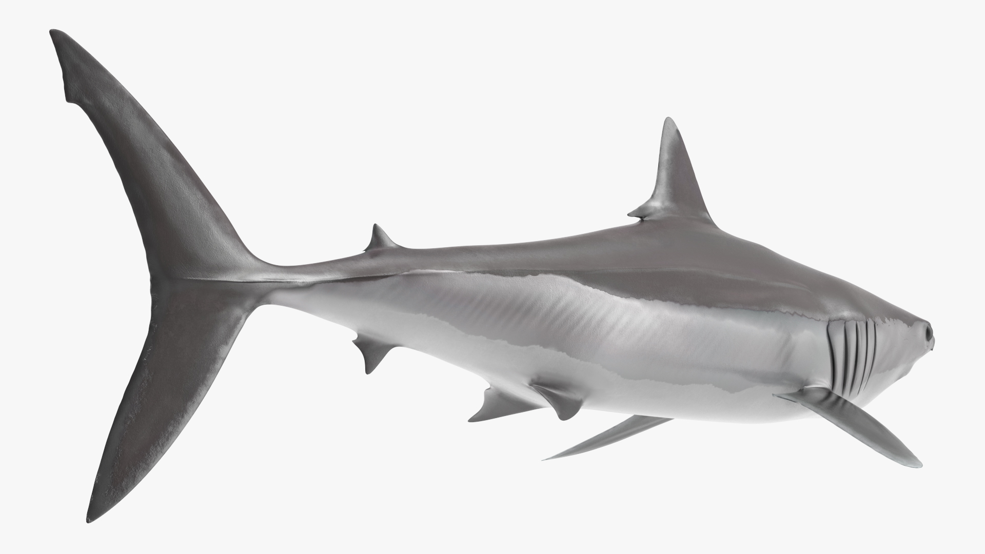 3D model Shortfin Mako or Isurus Oxyrinchus Shark