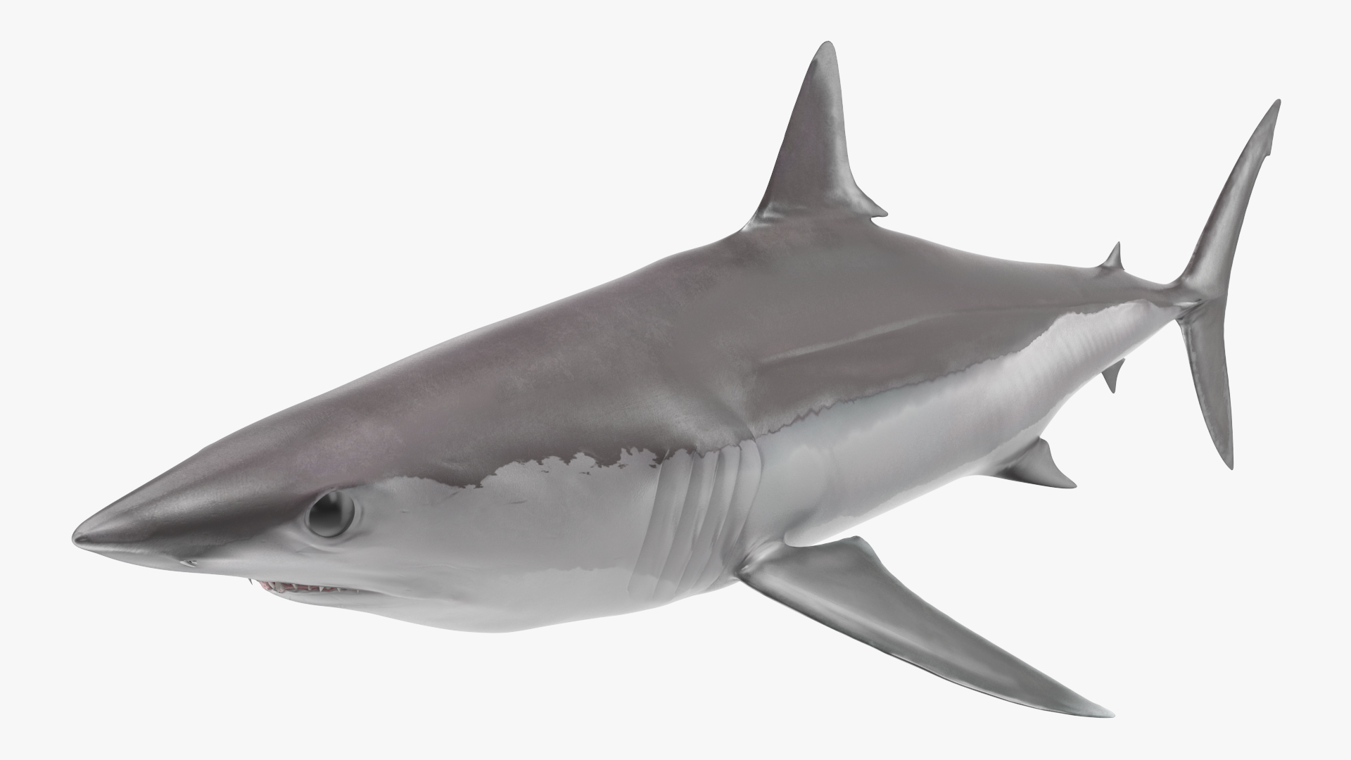 3D model Shortfin Mako or Isurus Oxyrinchus Shark