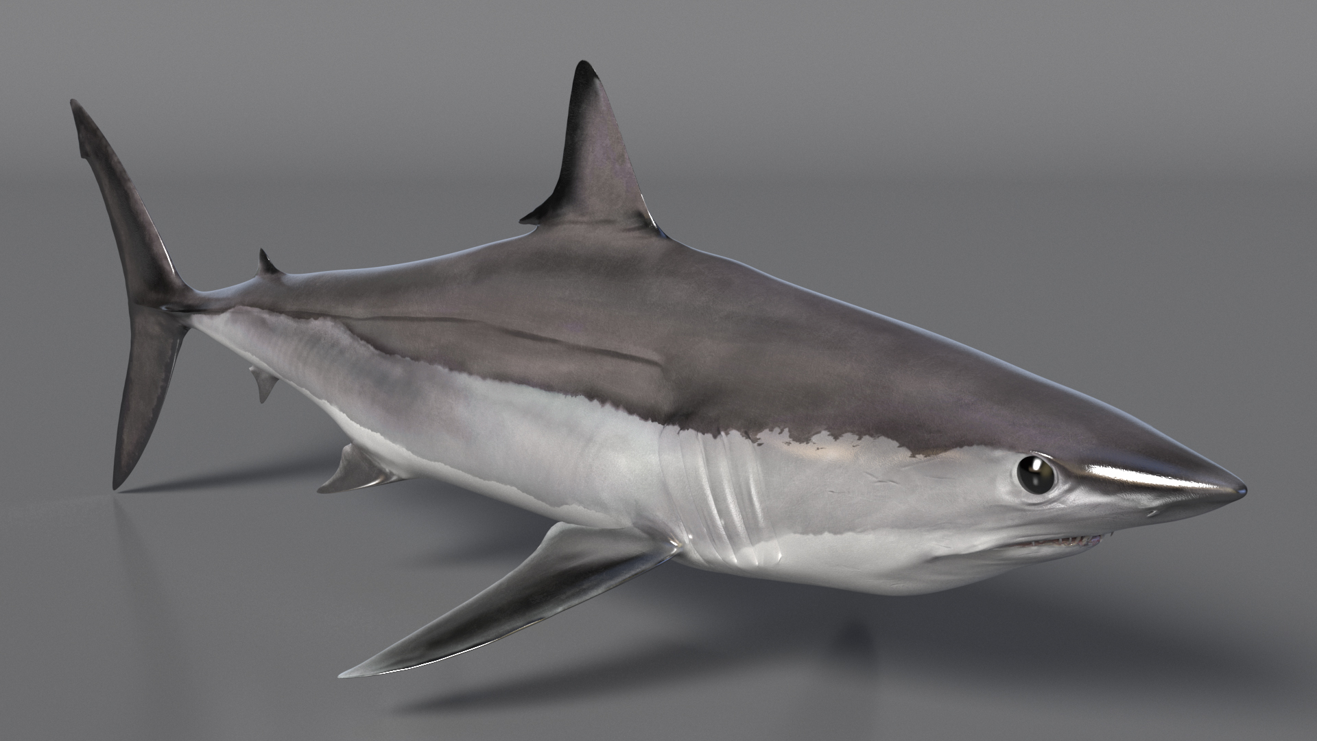 3D model Shortfin Mako or Isurus Oxyrinchus Shark