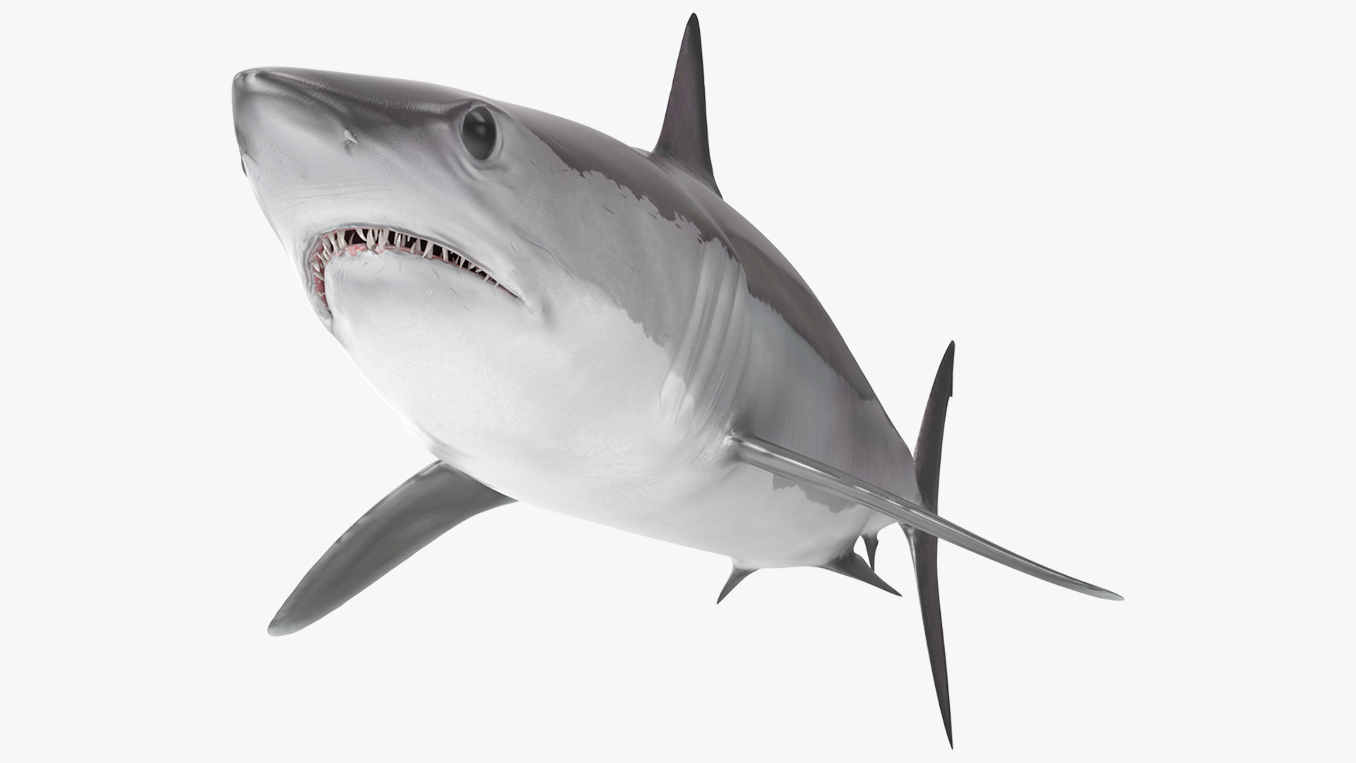 3D model Shortfin Mako or Isurus Oxyrinchus Shark