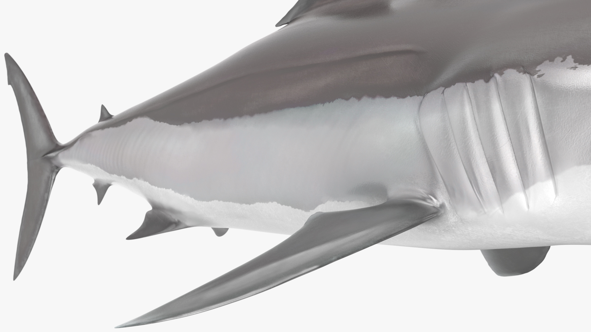 3D model Shortfin Mako or Isurus Oxyrinchus Shark