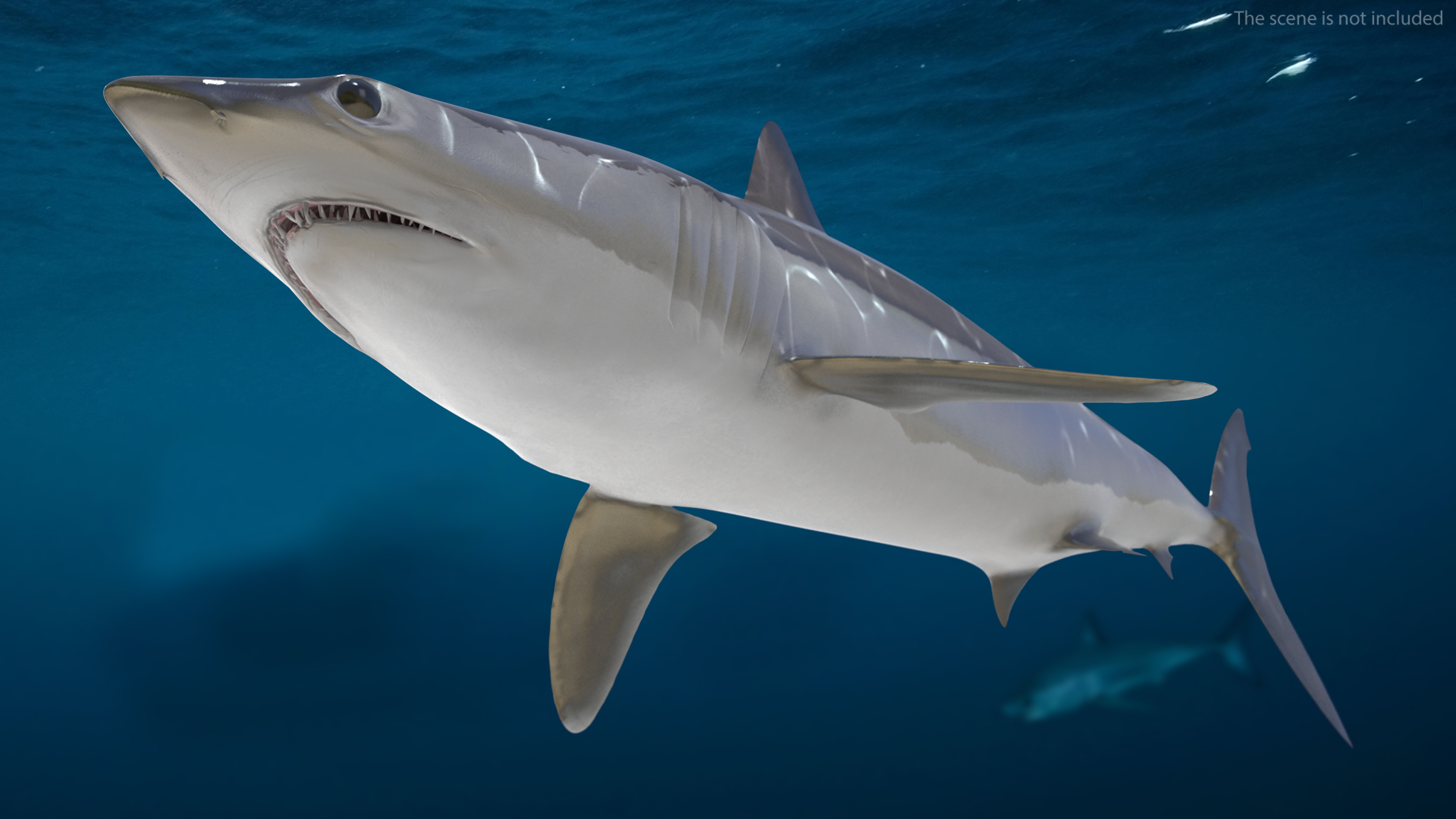 3D model Shortfin Mako or Isurus Oxyrinchus Shark