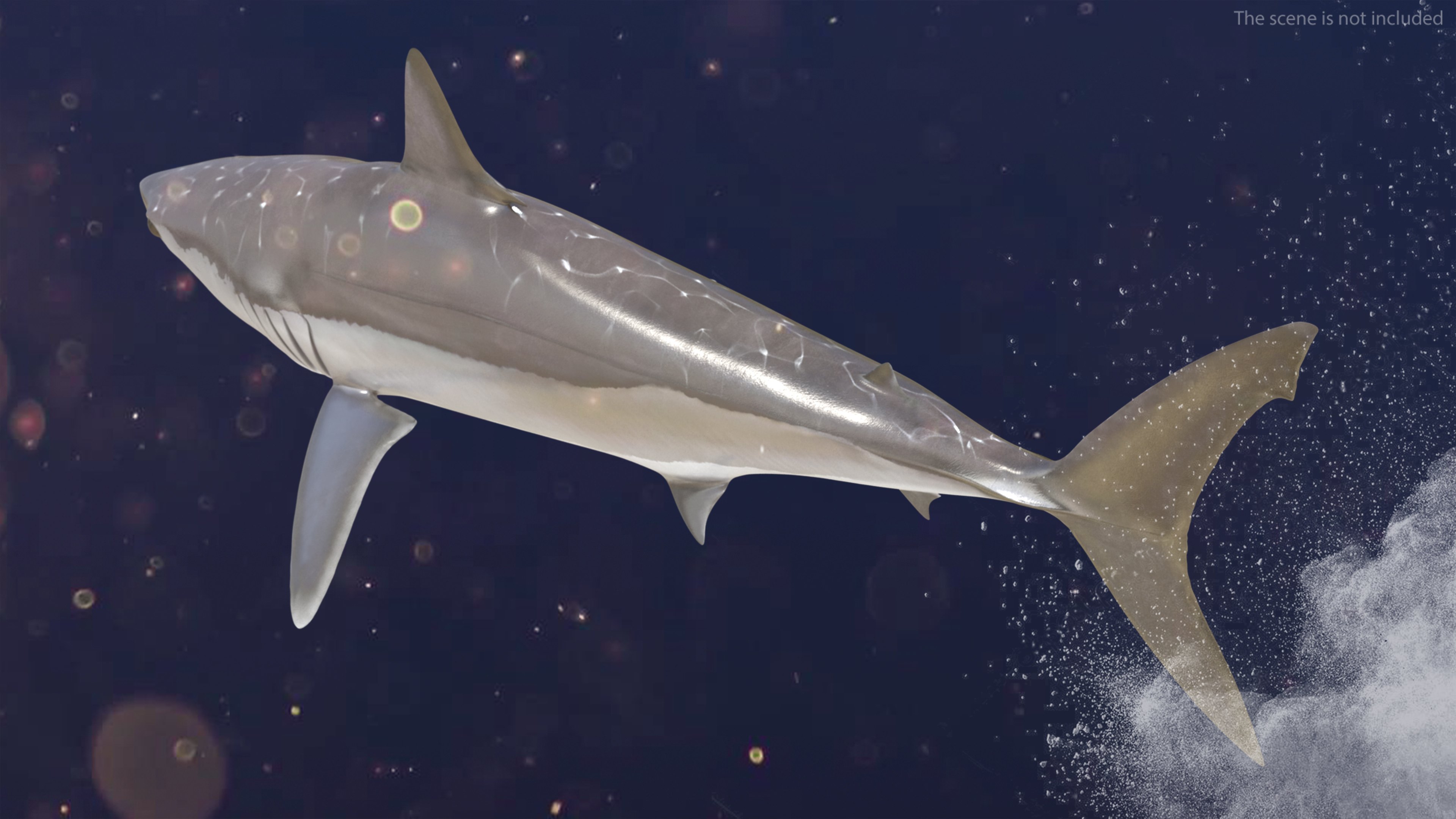 3D model Shortfin Mako or Isurus Oxyrinchus Shark