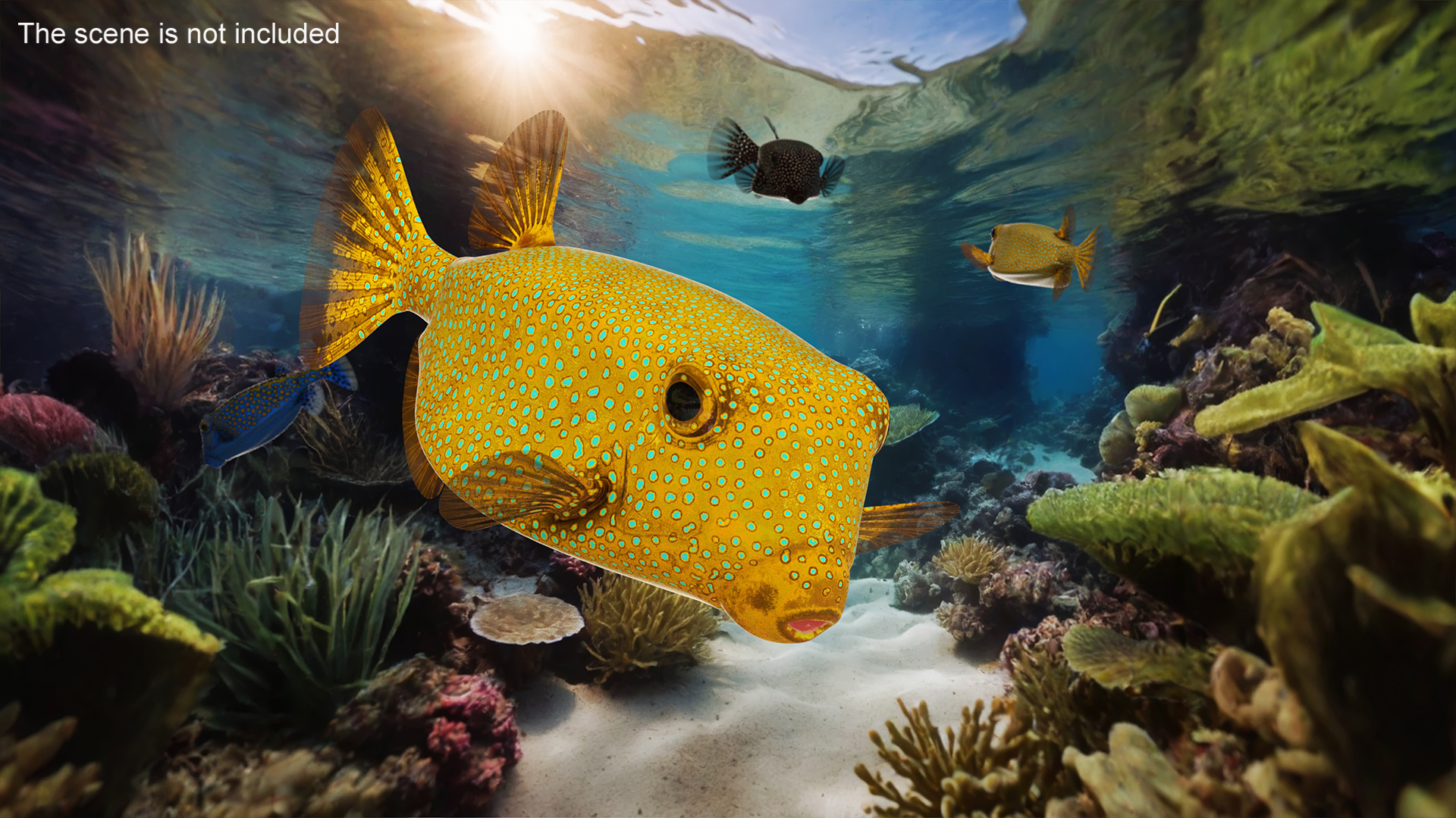 Yellow Spotted Boxfish Rigged 3D model