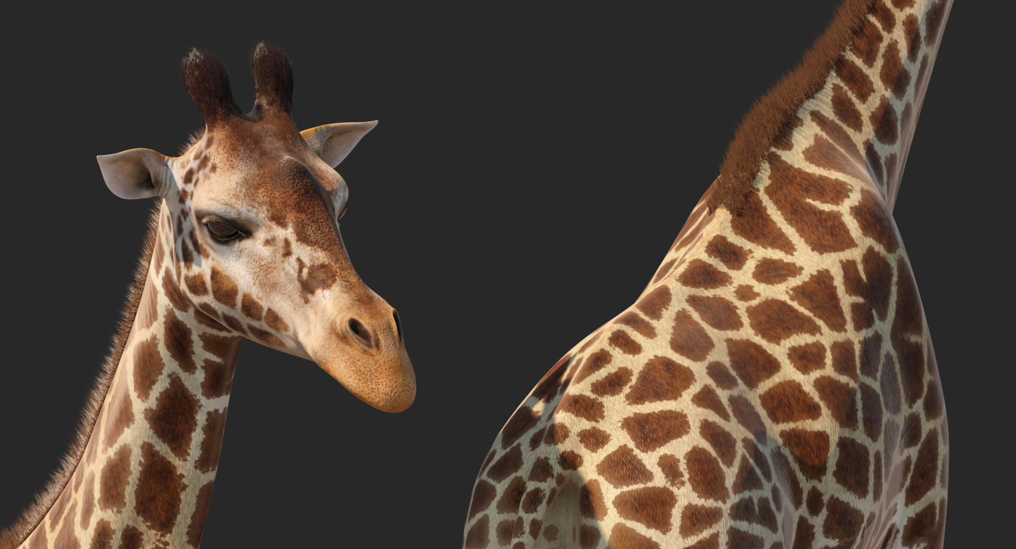 Giraffe Walking Pose Fur 3D model