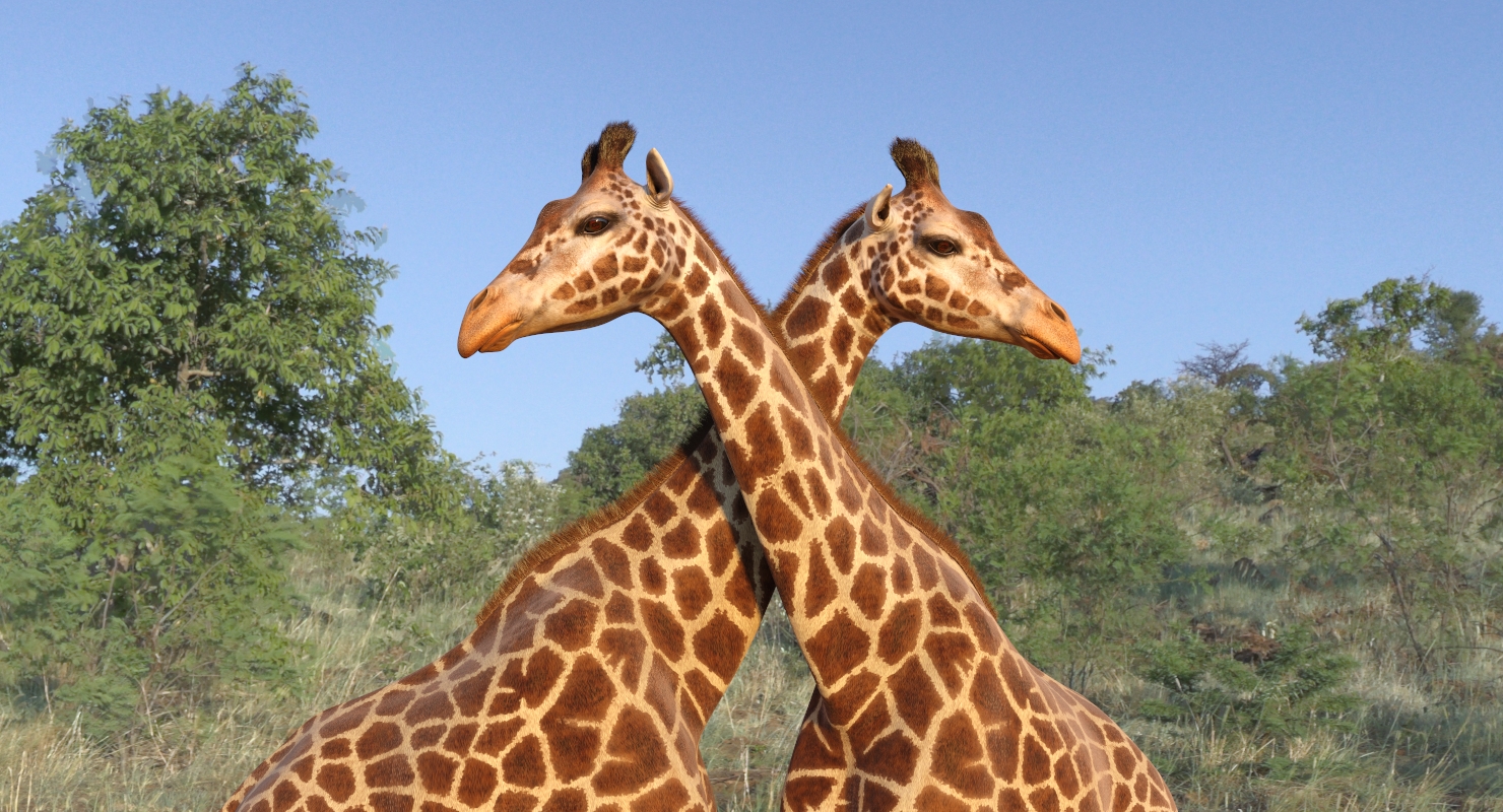 Giraffe Walking Pose Fur 3D model