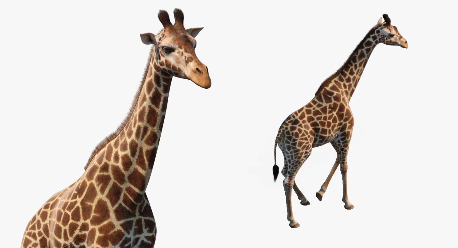 Giraffe Walking Pose Fur 3D model