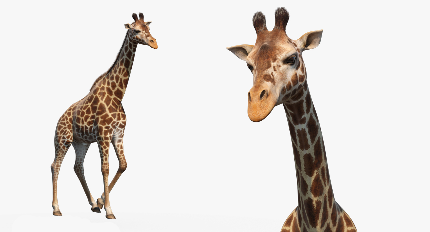 Giraffe Walking Pose Fur 3D model