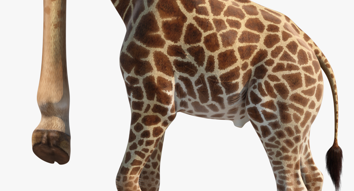 Giraffe Walking Pose Fur 3D model