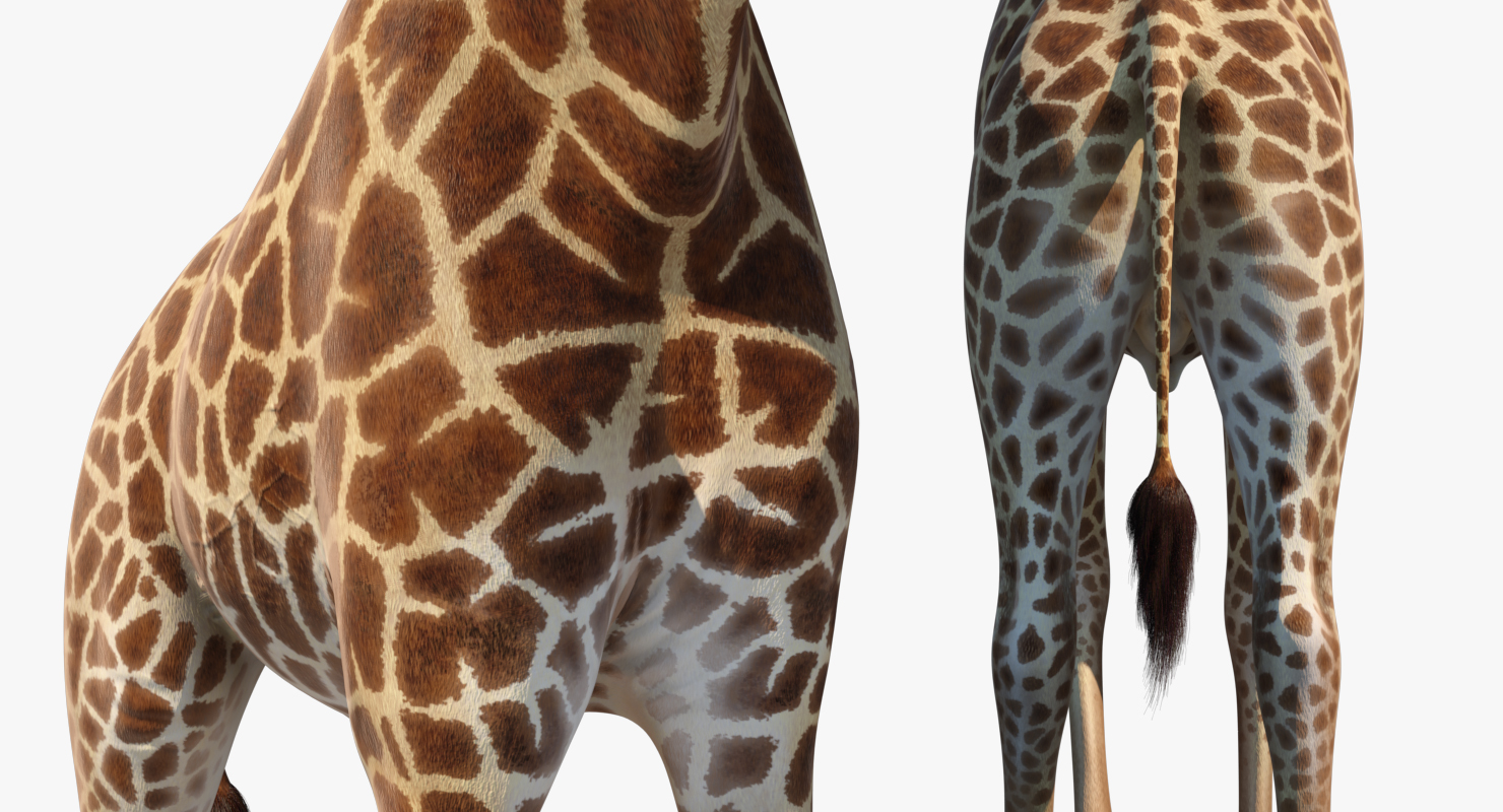 Giraffe Walking Pose Fur 3D model