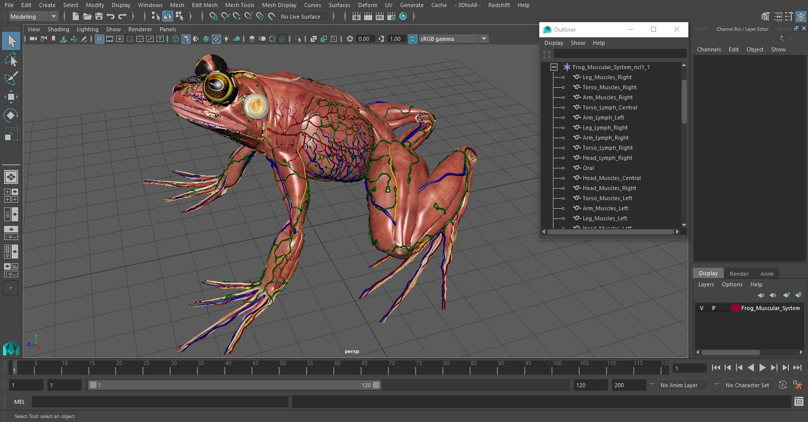 3D model Frog Muscular System