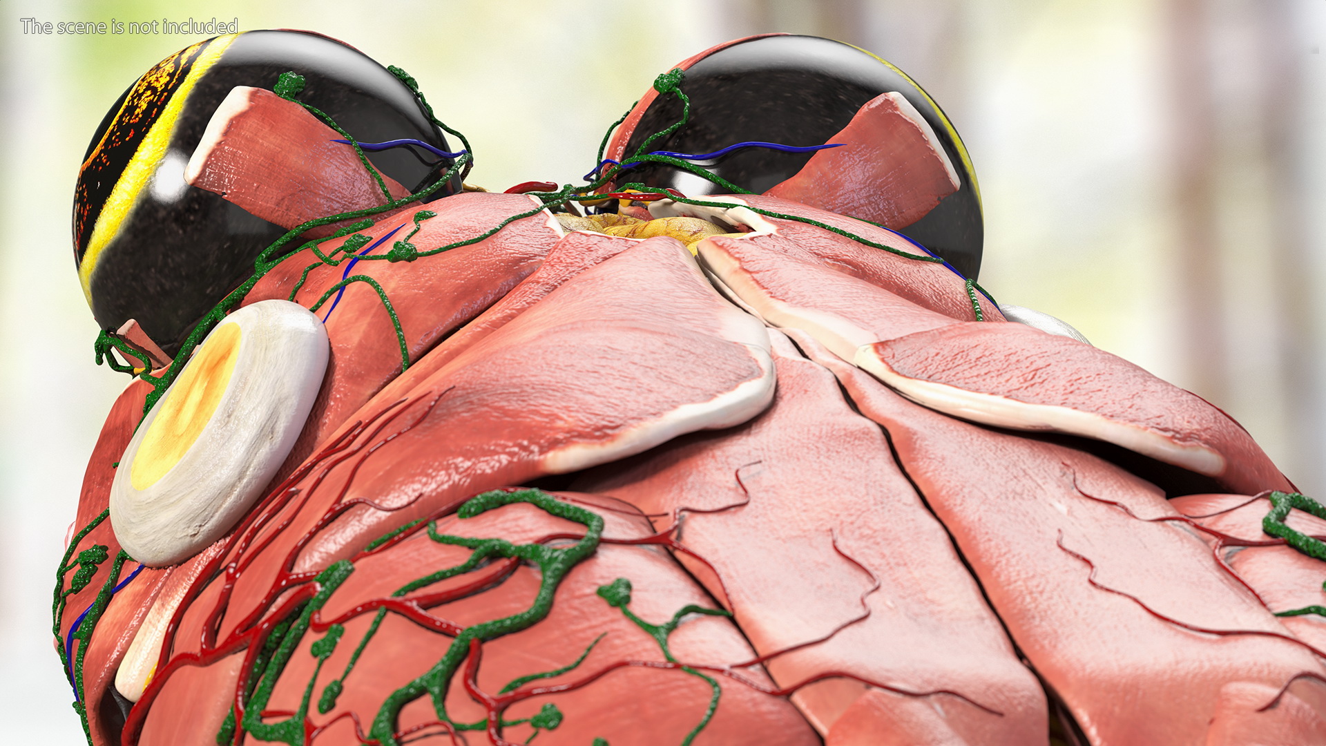 3D model Frog Muscular System