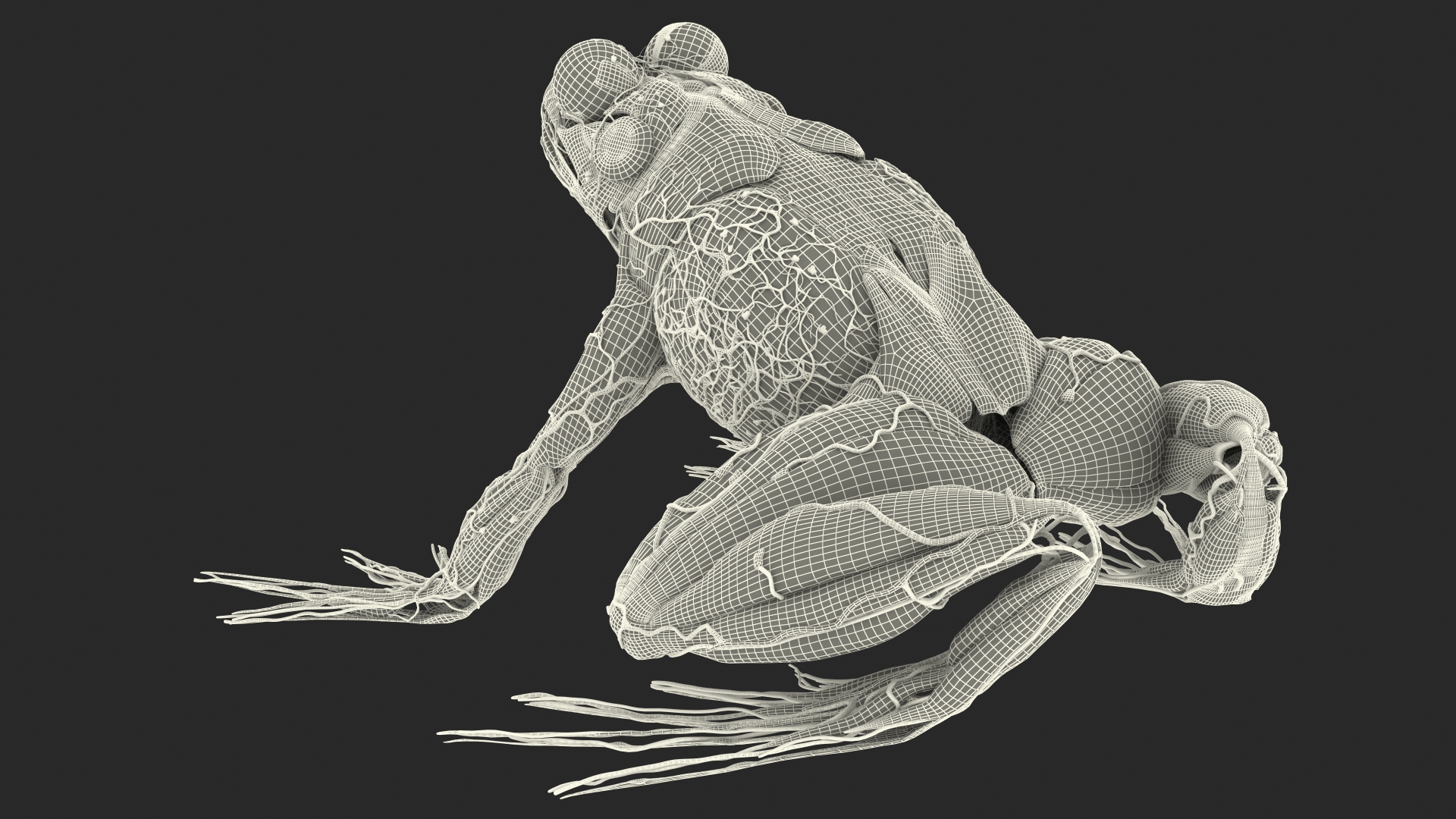 3D model Frog Muscular System