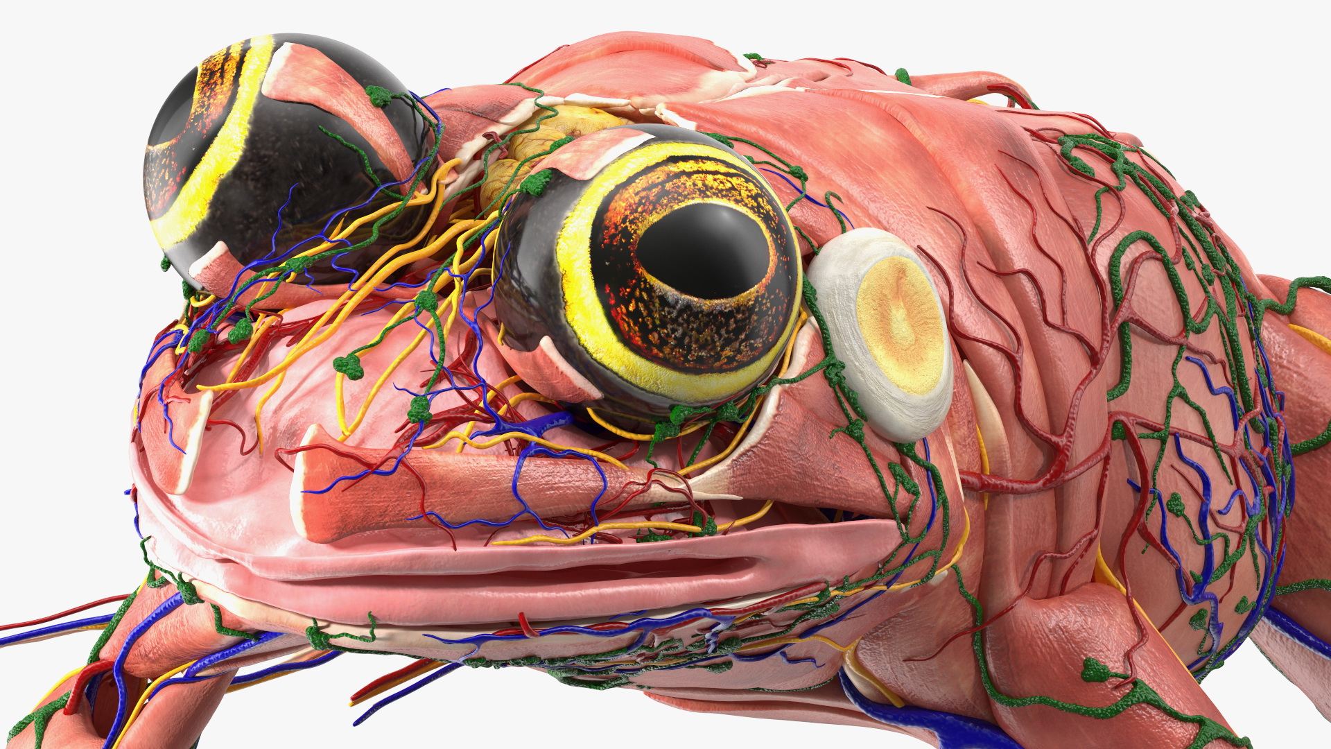 3D model Frog Muscular System