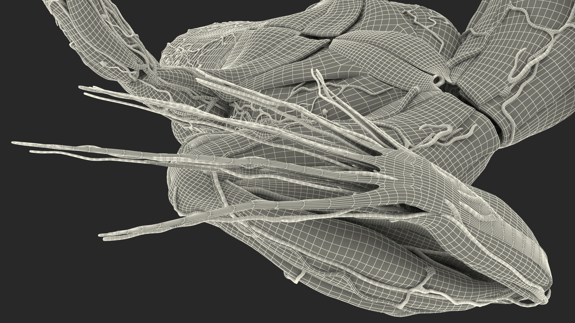 3D model Frog Muscular System