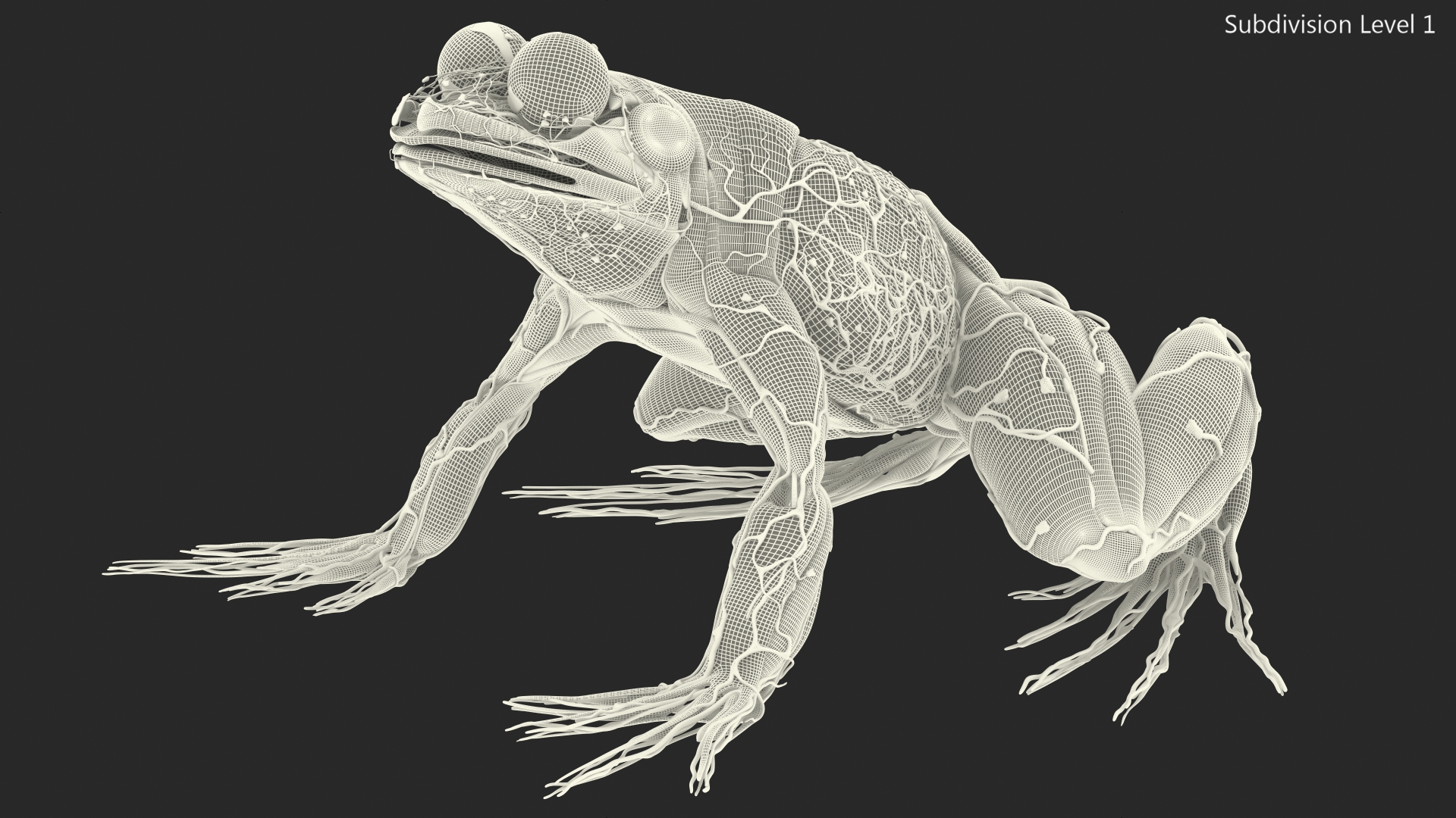 3D model Frog Muscular System