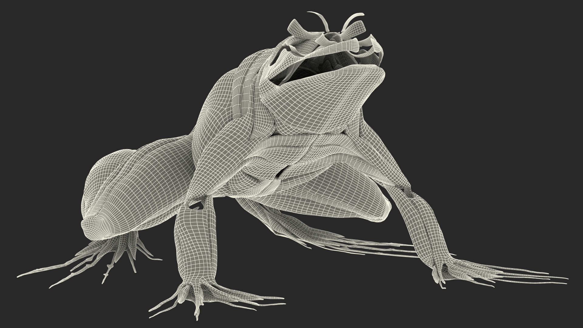 3D model Frog Muscular System