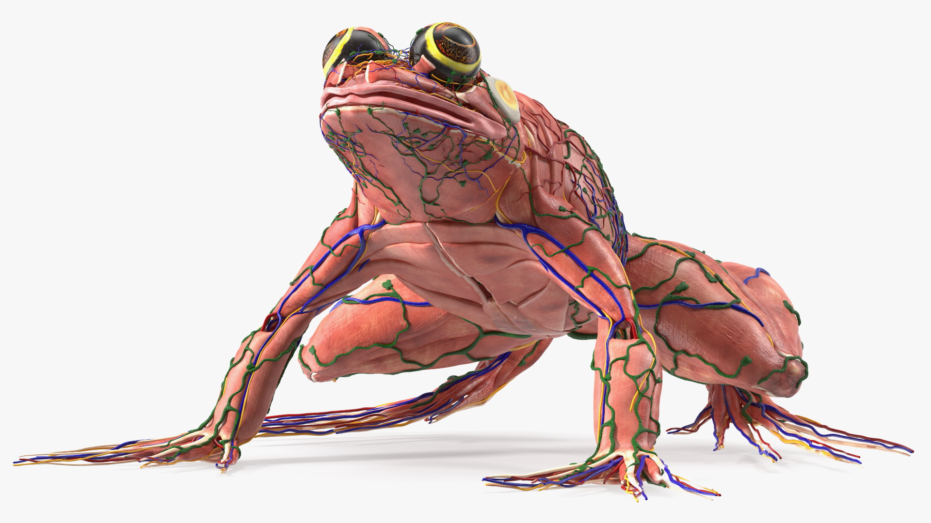 3D model Frog Muscular System