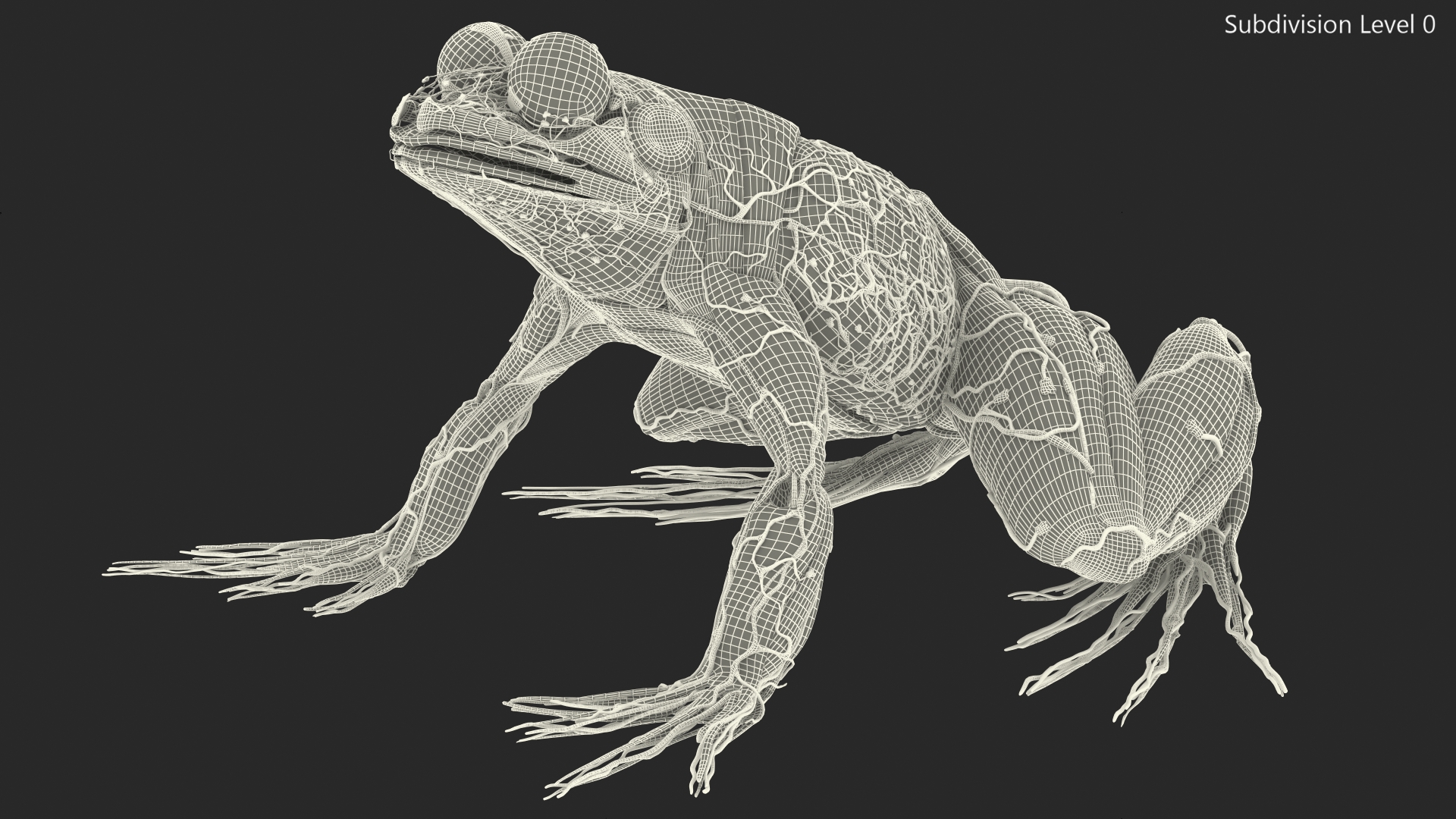 3D model Frog Muscular System