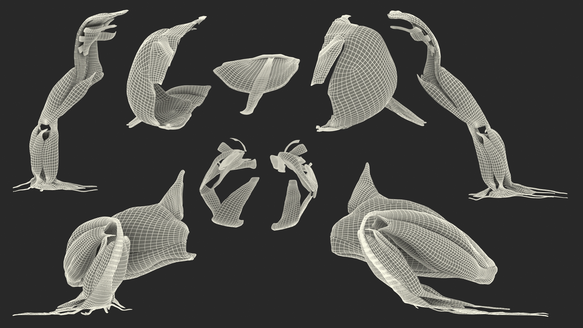 3D model Frog Muscular System