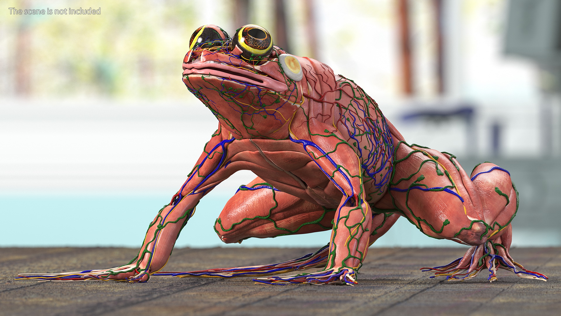 3D model Frog Muscular System