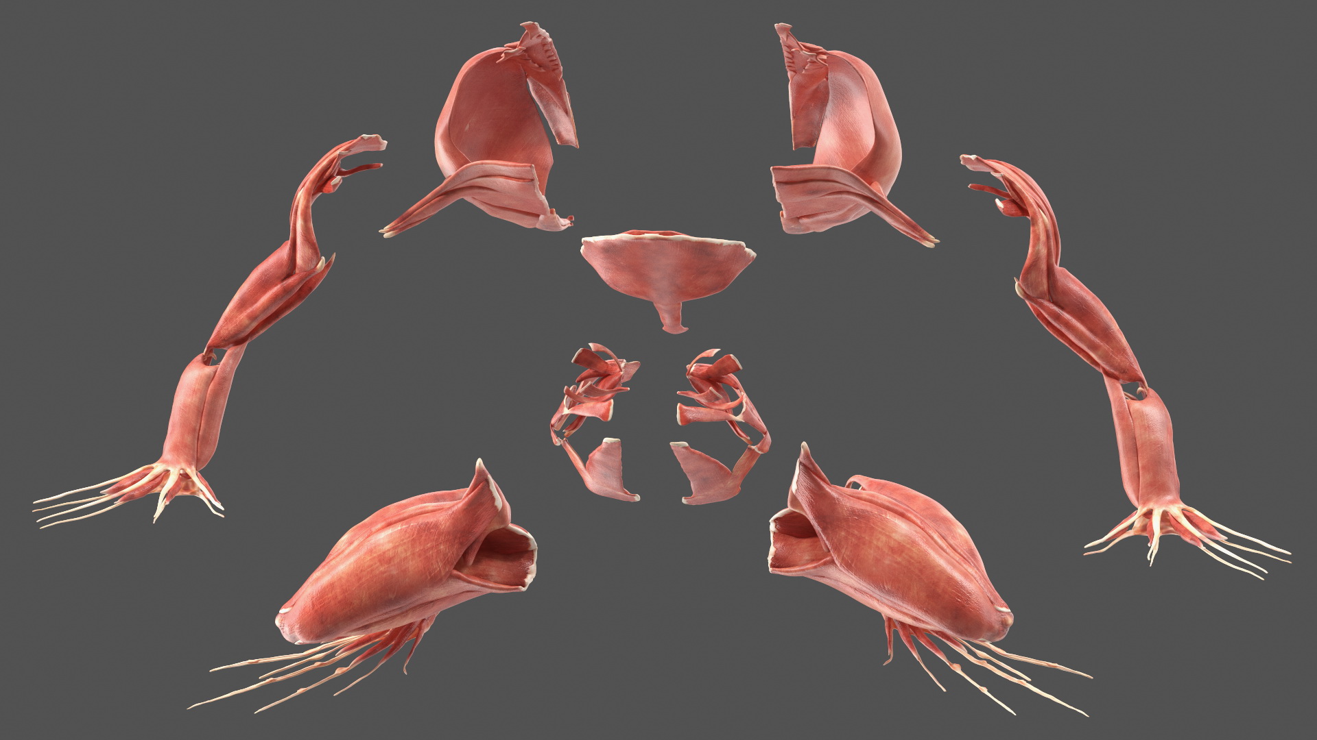 3D model Frog Muscular System