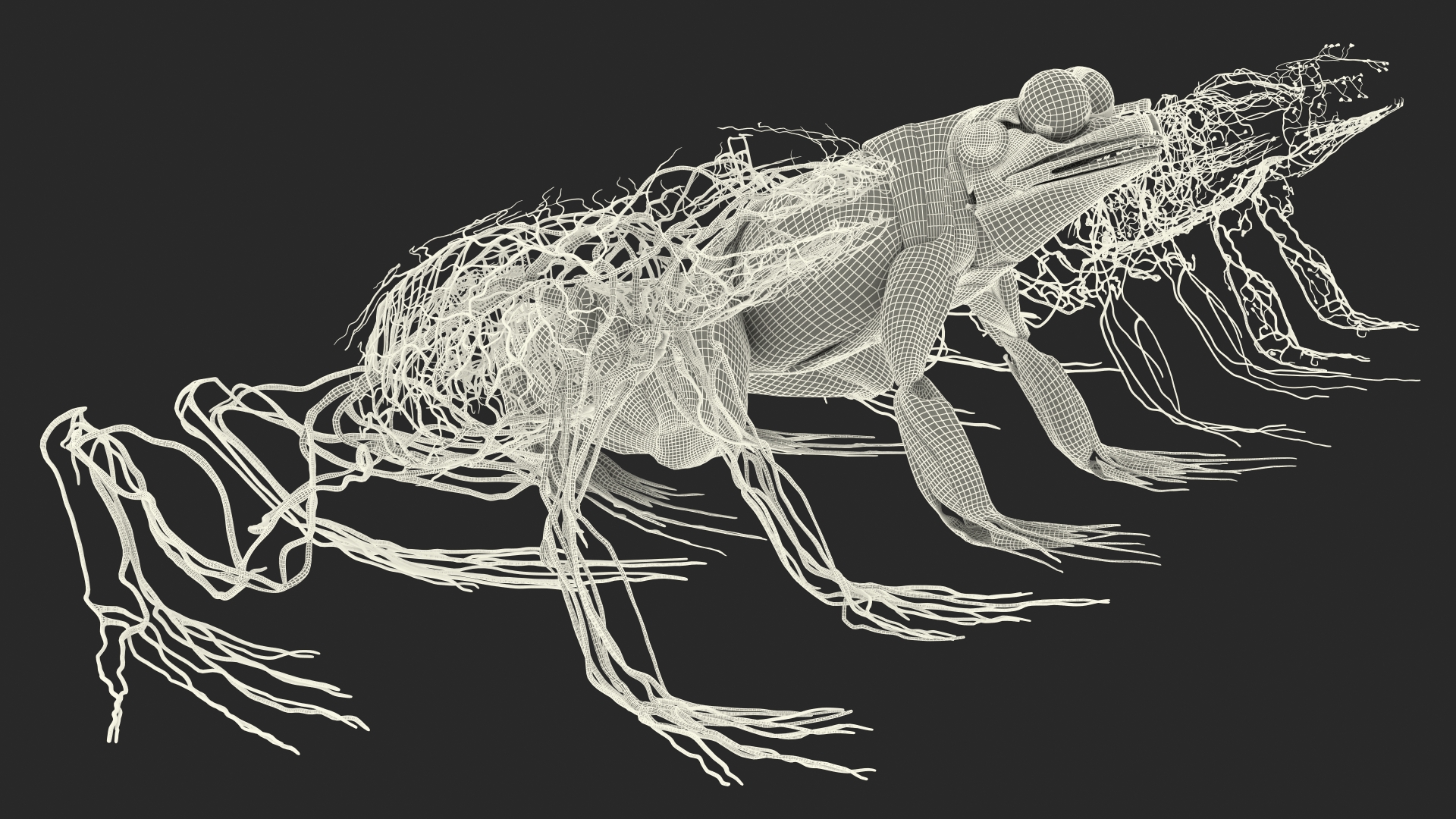 3D model Frog Muscular System