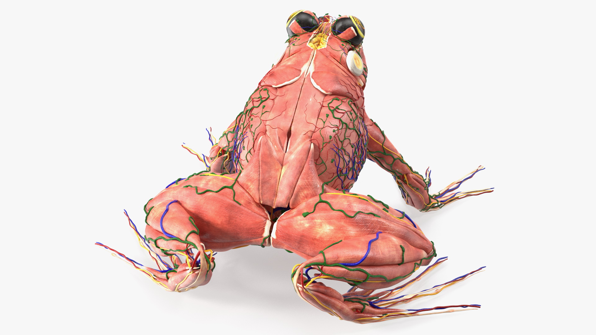 3D model Frog Muscular System