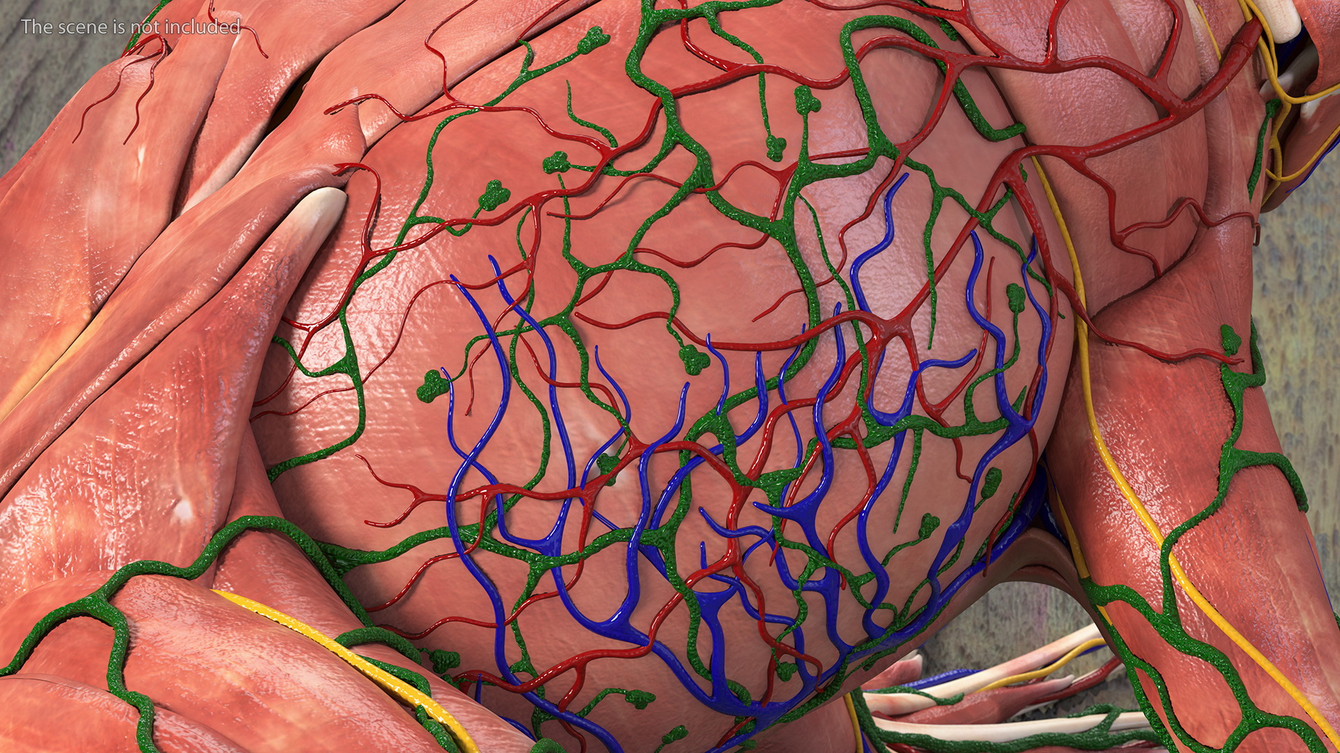 3D model Frog Muscular System