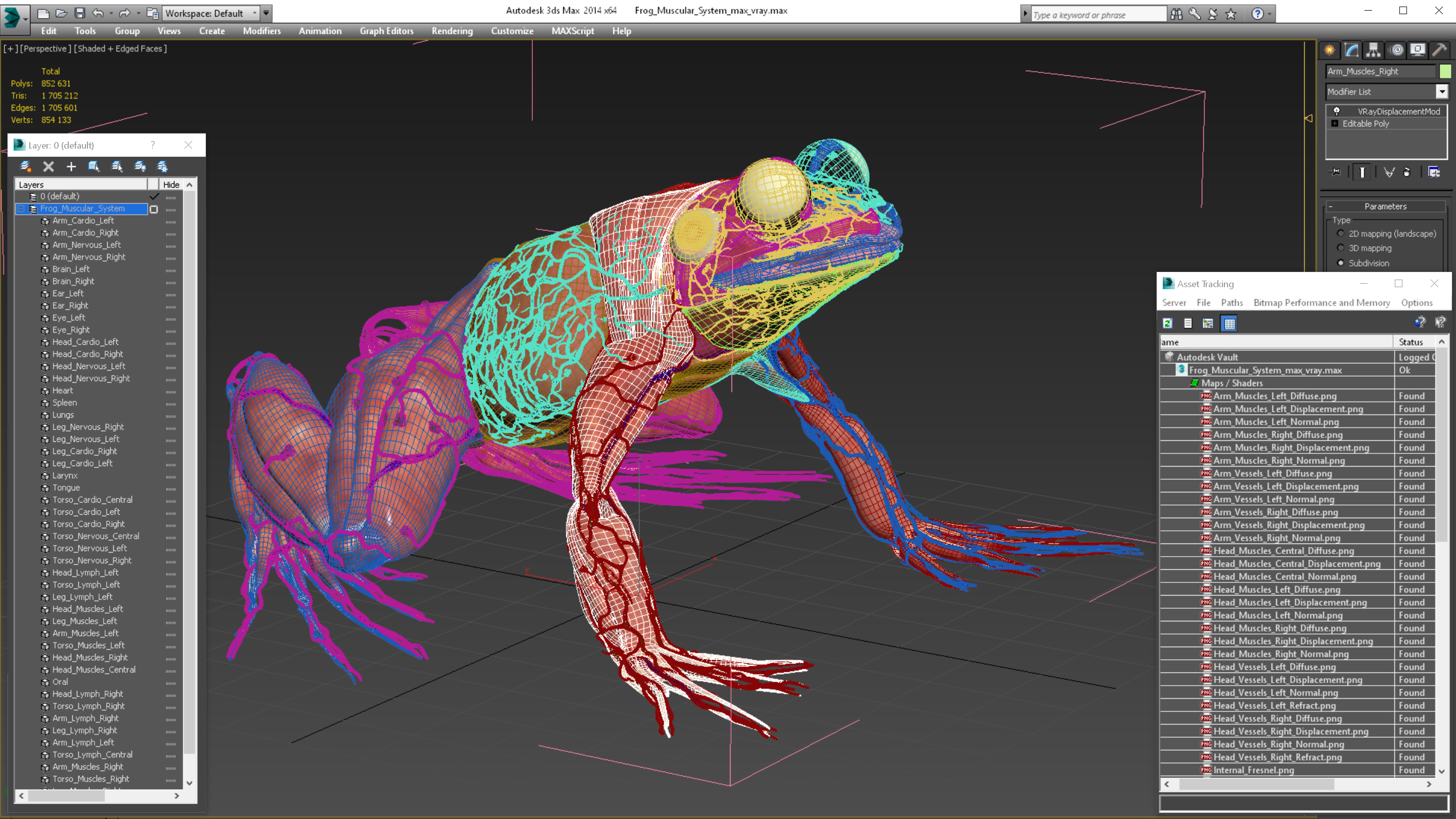 3D model Frog Muscular System