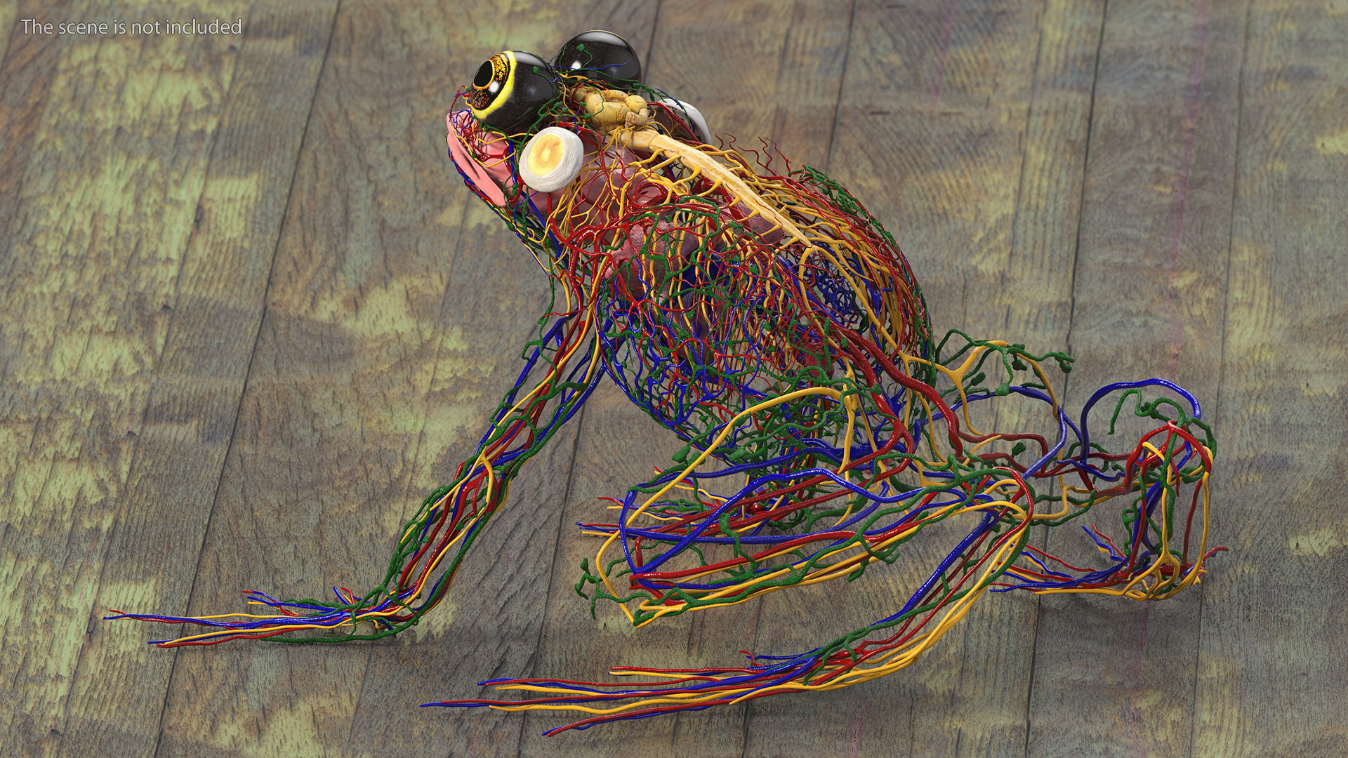 3D model Frog Muscular System