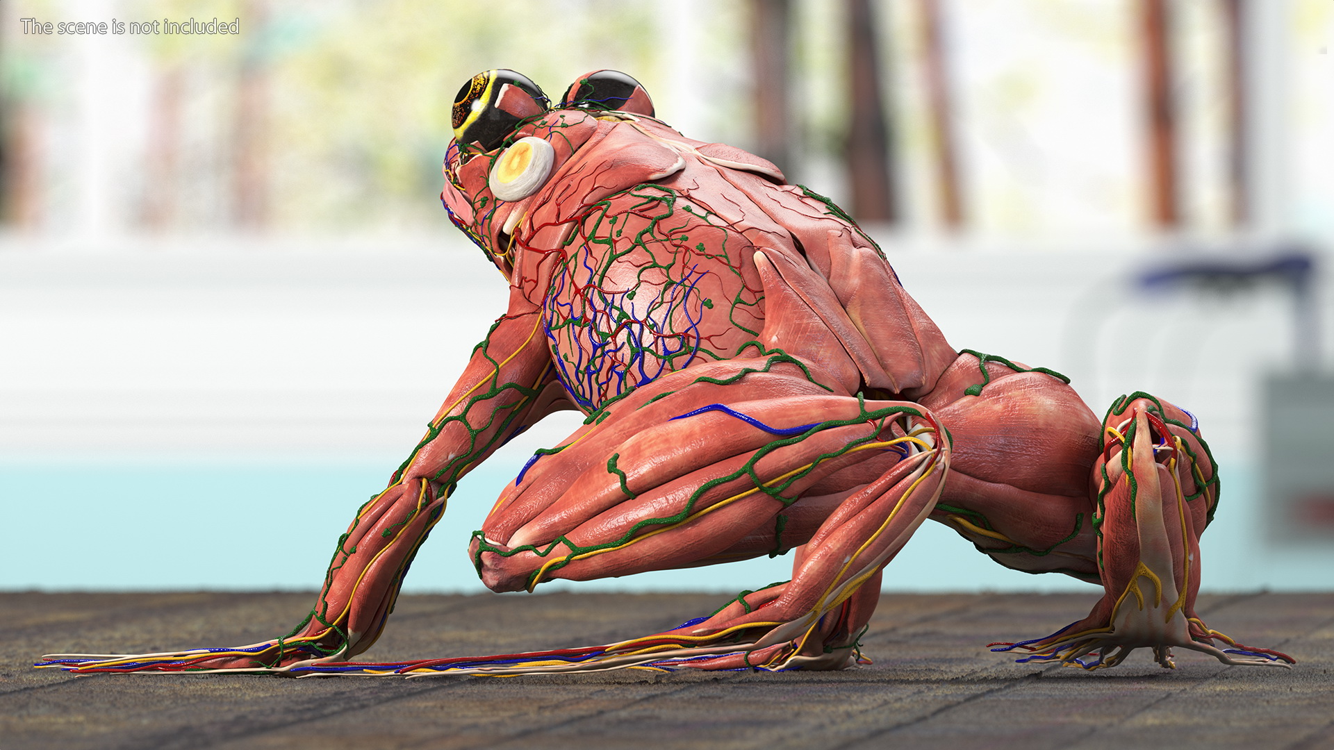 3D model Frog Muscular System