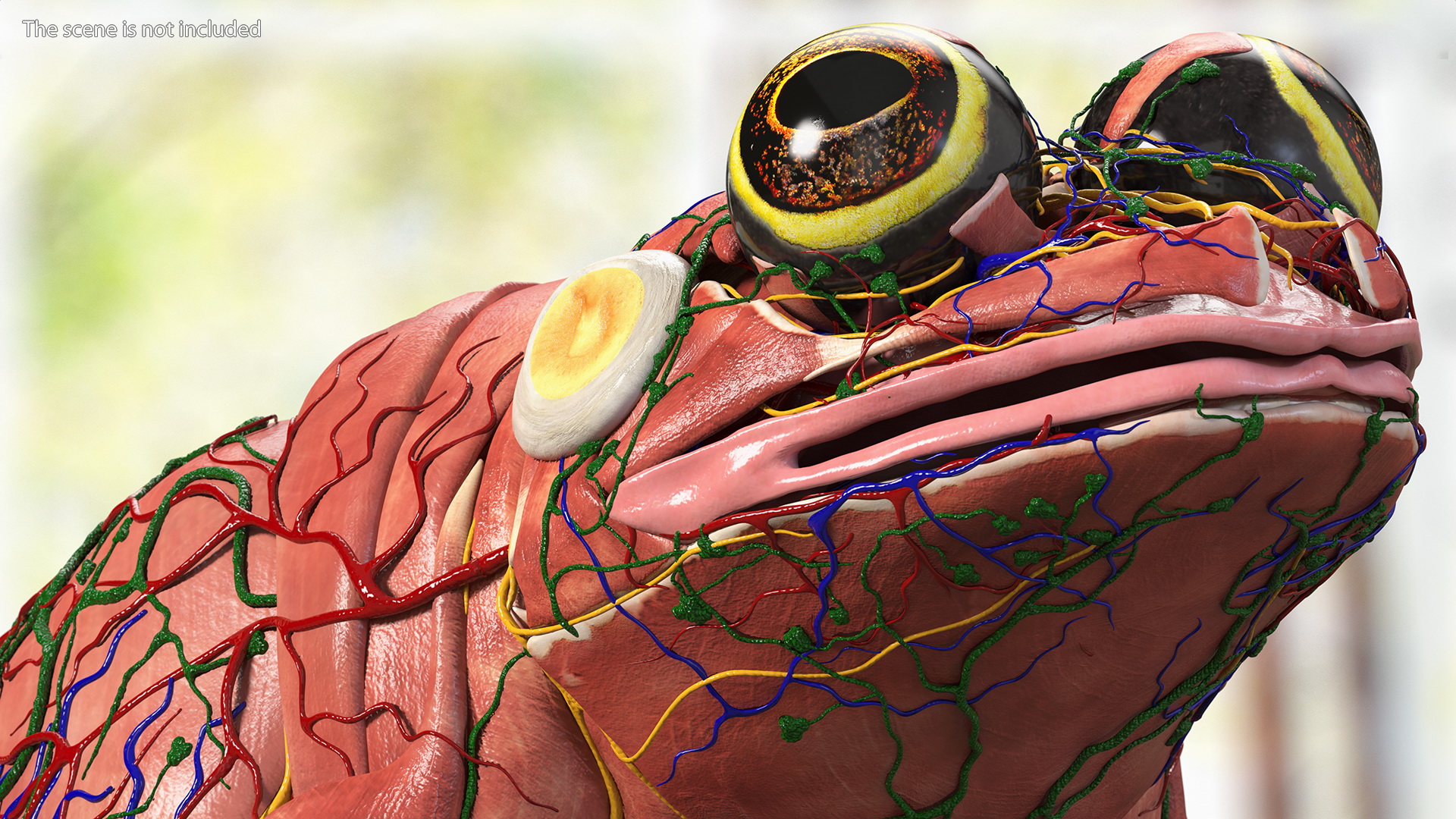 3D model Frog Muscular System