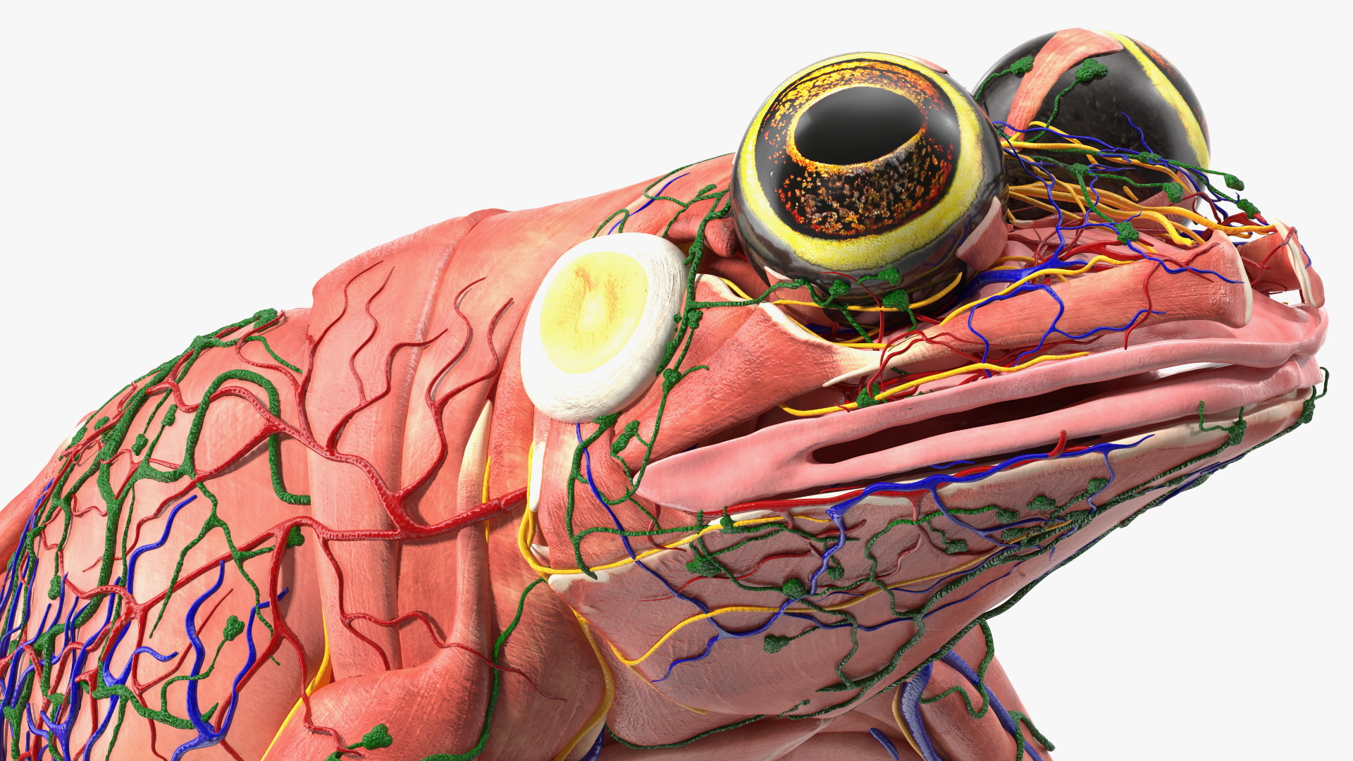 3D model Frog Muscular System