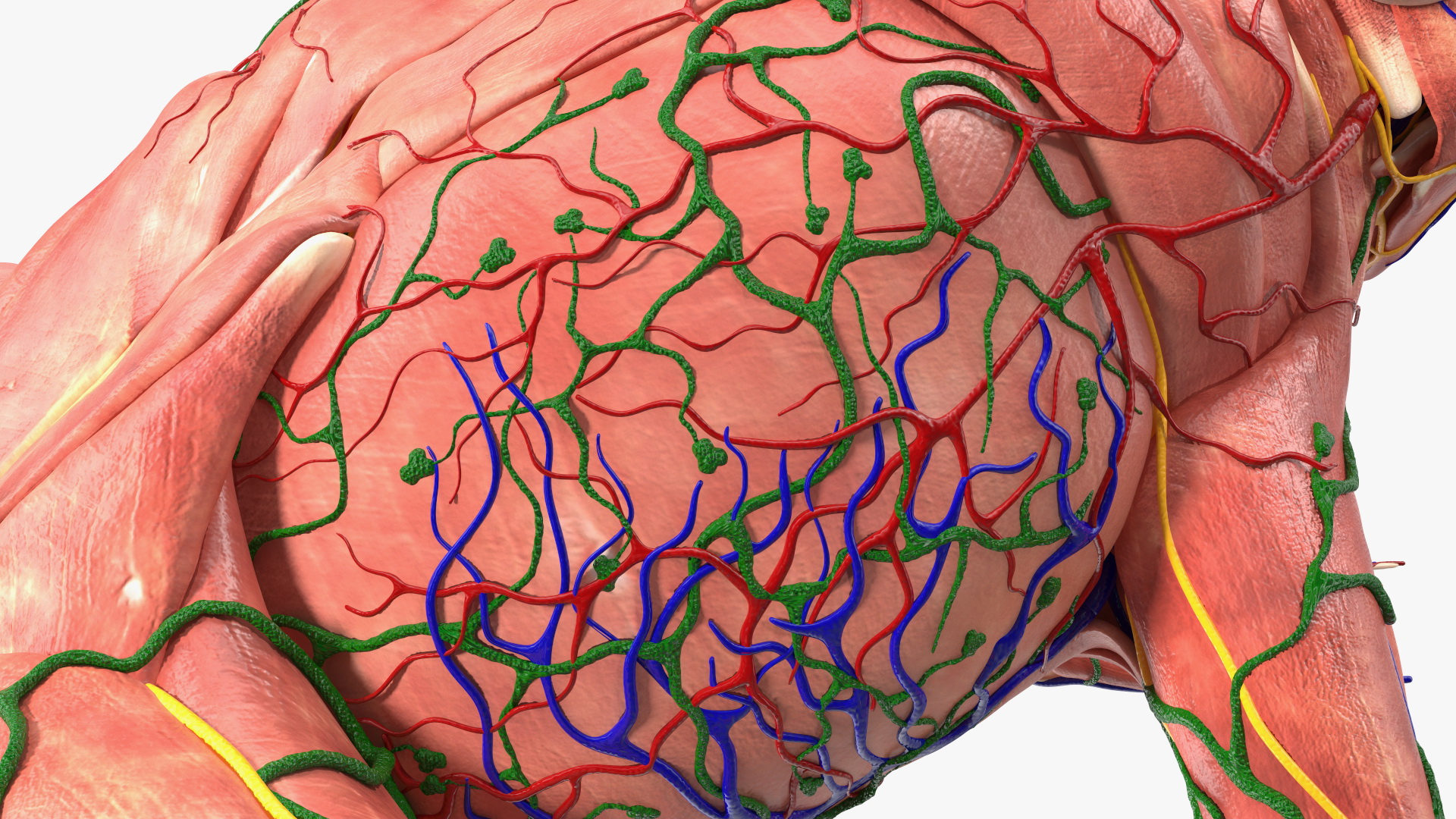 3D model Frog Muscular System