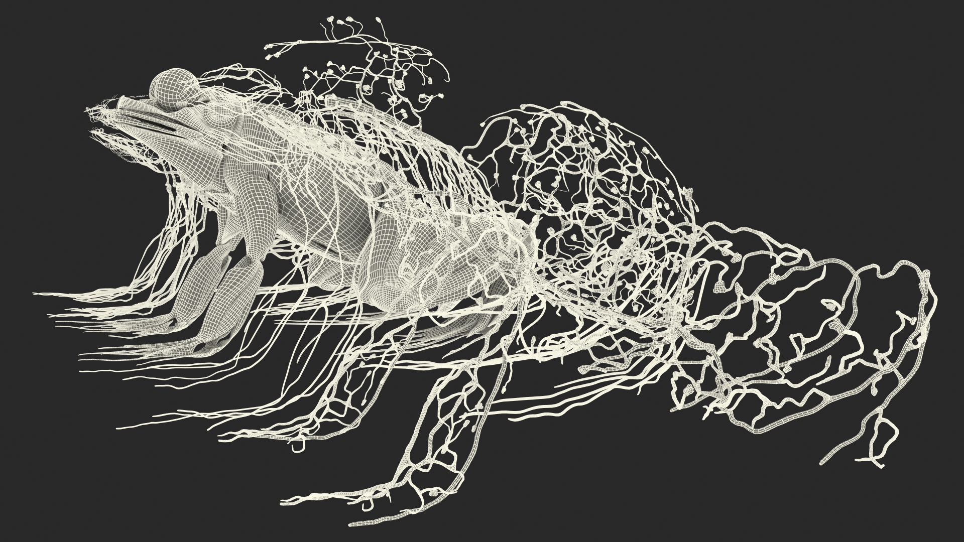 3D model Frog Muscular System