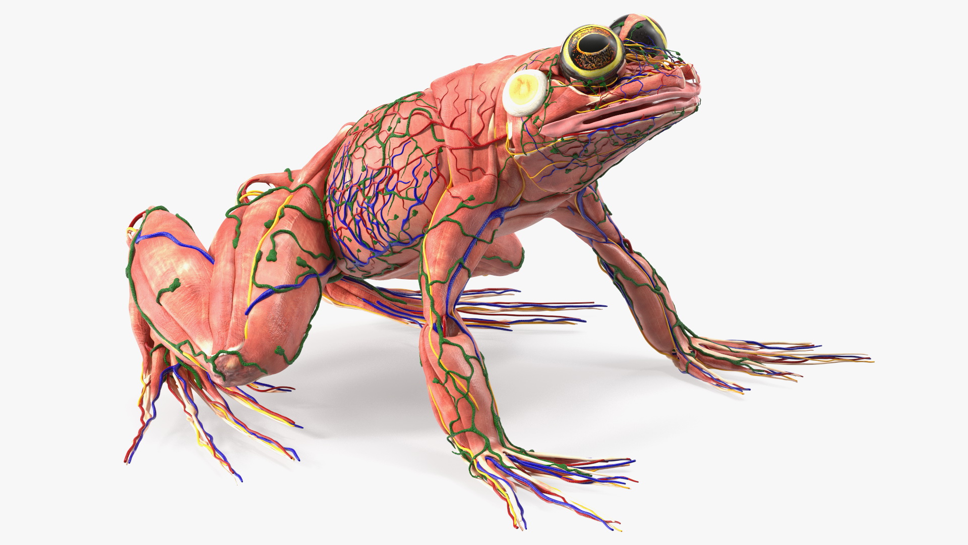 3D model Frog Muscular System