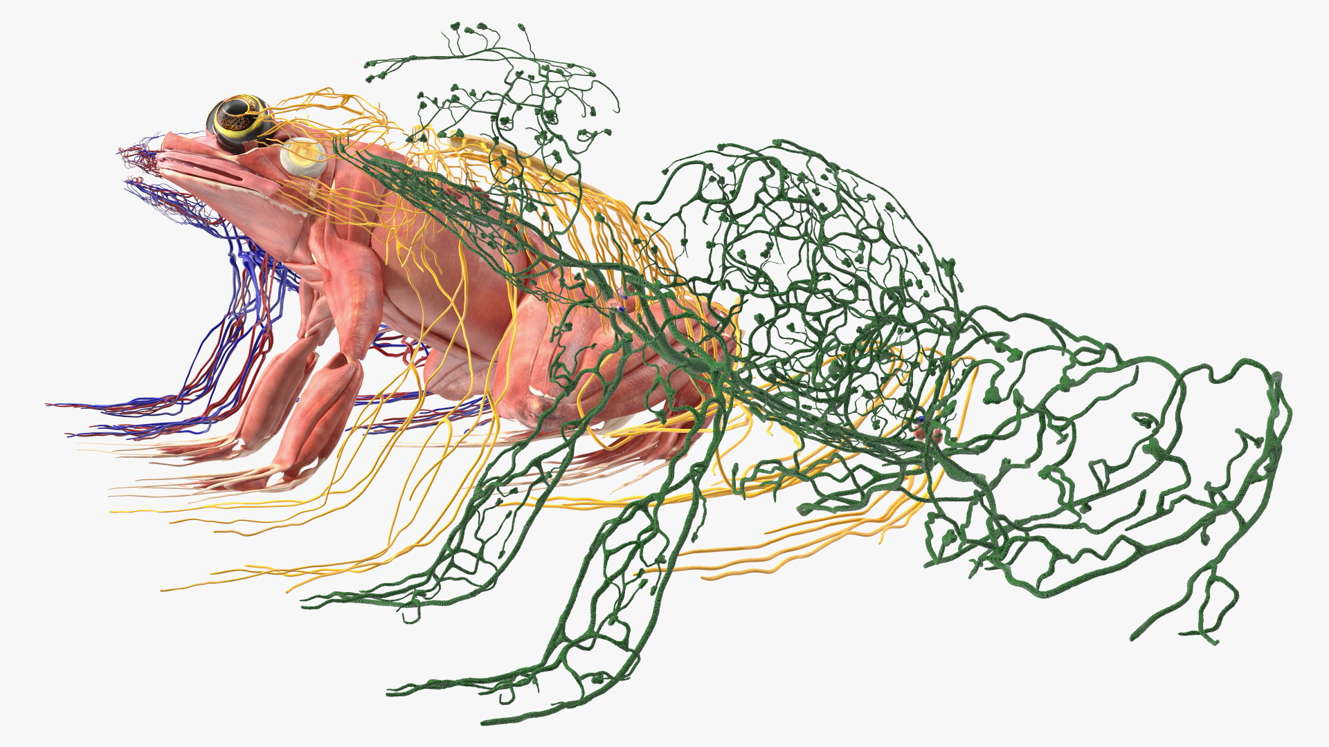 3D model Frog Muscular System