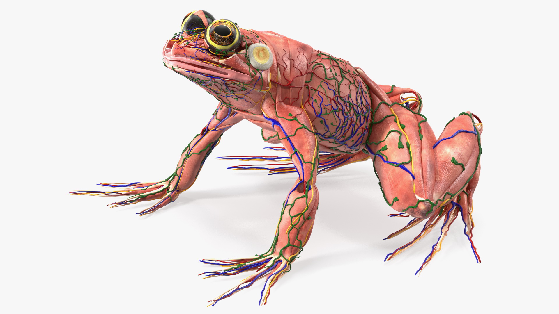 3D model Frog Muscular System