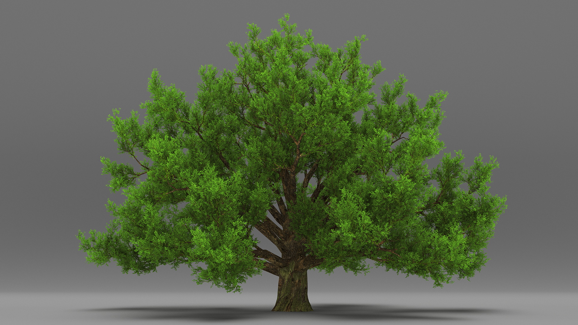 3D Realistic Oak Tree model