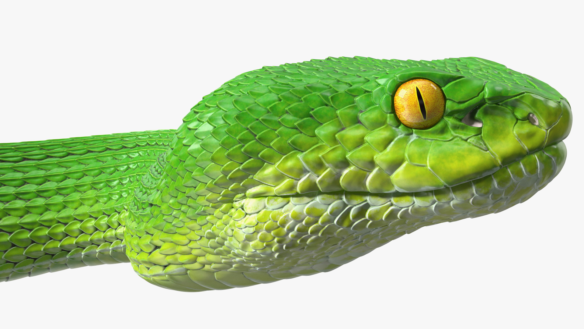 3D Creeping Green Viper Trimeresurus model