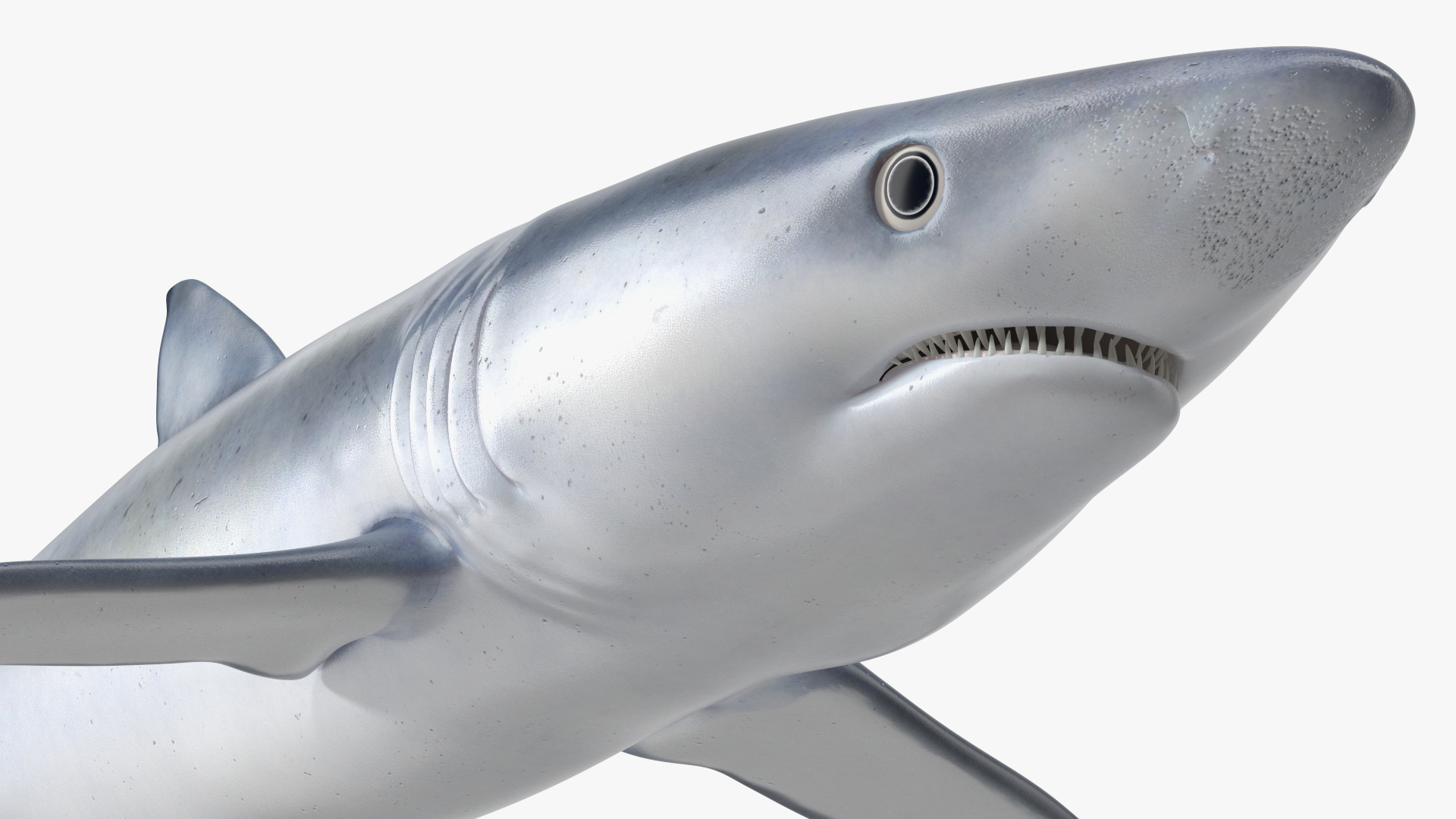 3D model Realistic Blue Shark